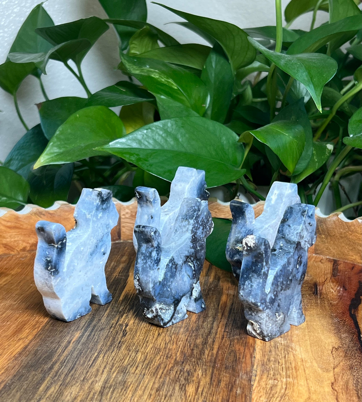 Blue Plume Agate Cats