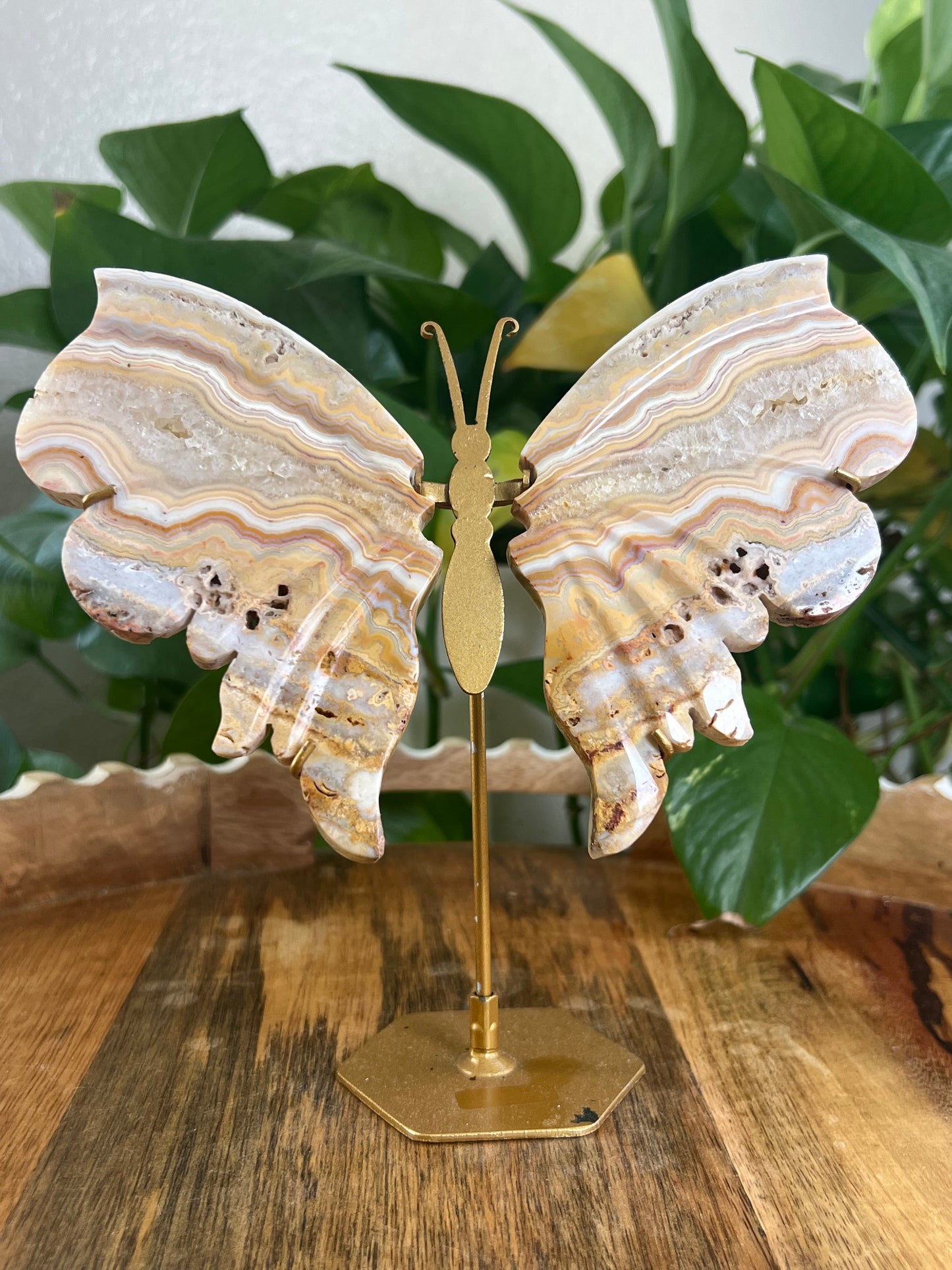 Yellow Crazy Lace Agate Wings G