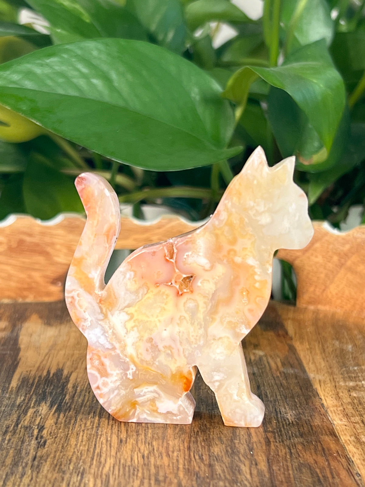 Carnelian Cats
