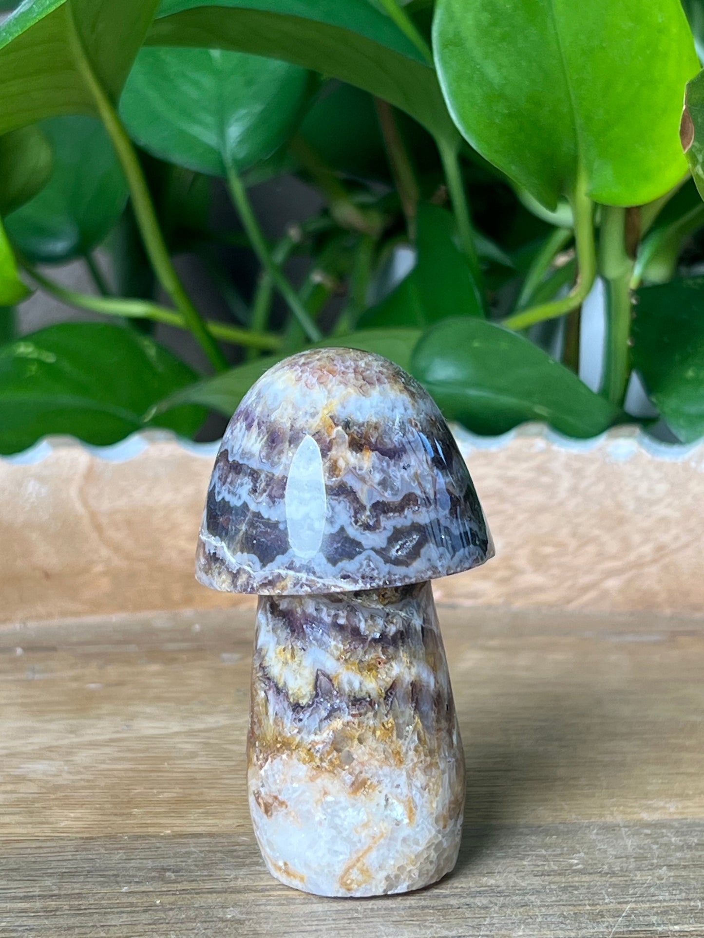 Indonesian Amethyst Mushroom: TD