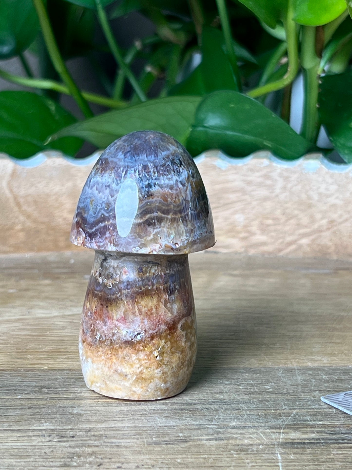 Indonesian Amethyst Mushroom: MB