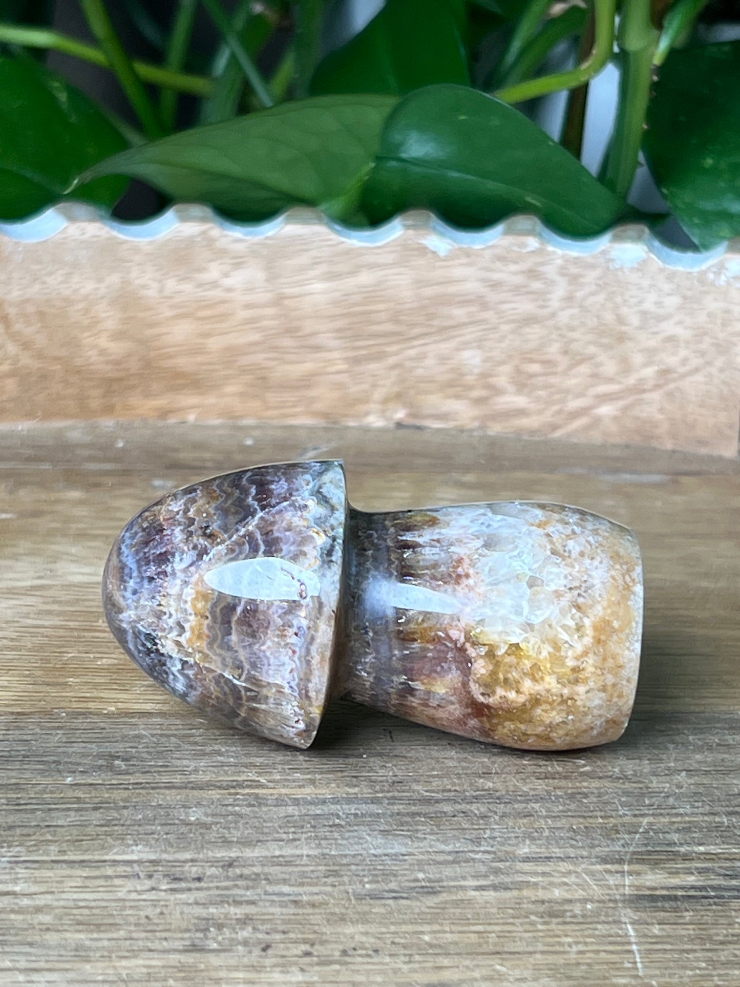 Indonesian Amethyst Mushroom: MB