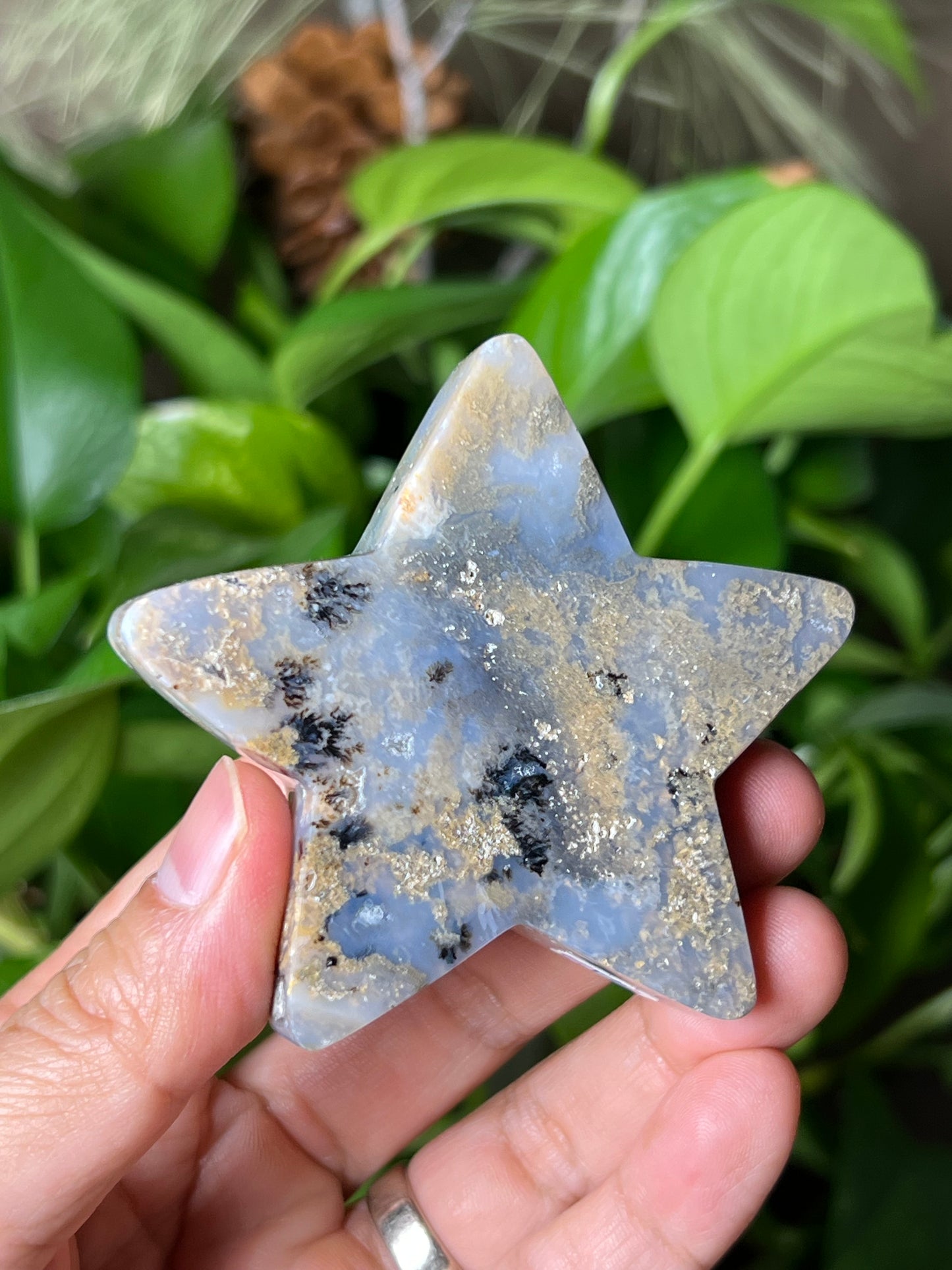 Dendritic Tiger Star