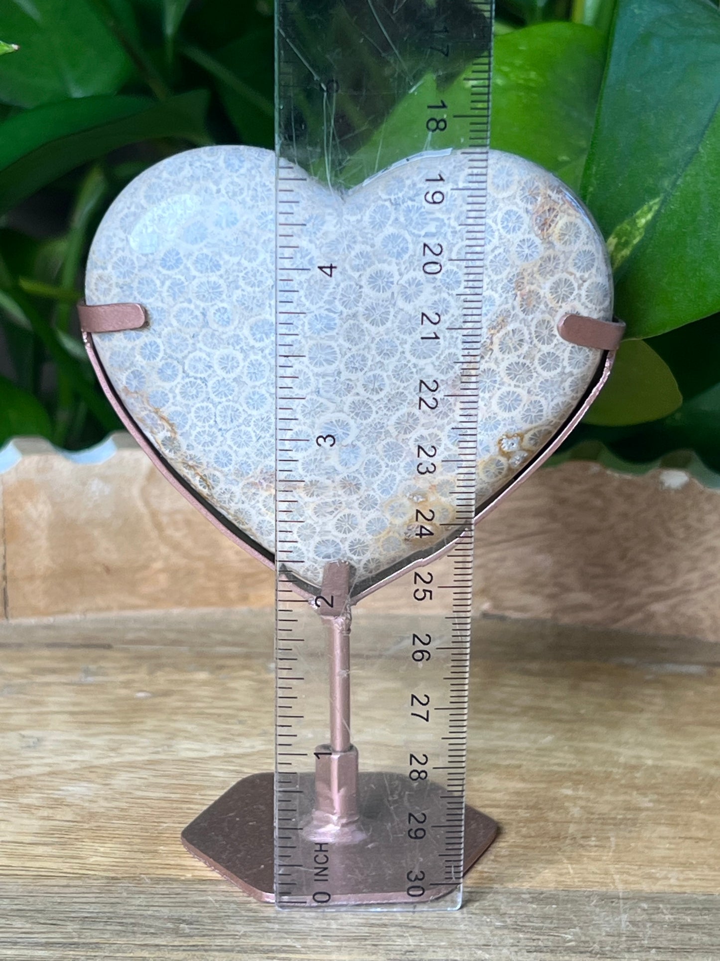 Fossil Coral Heart