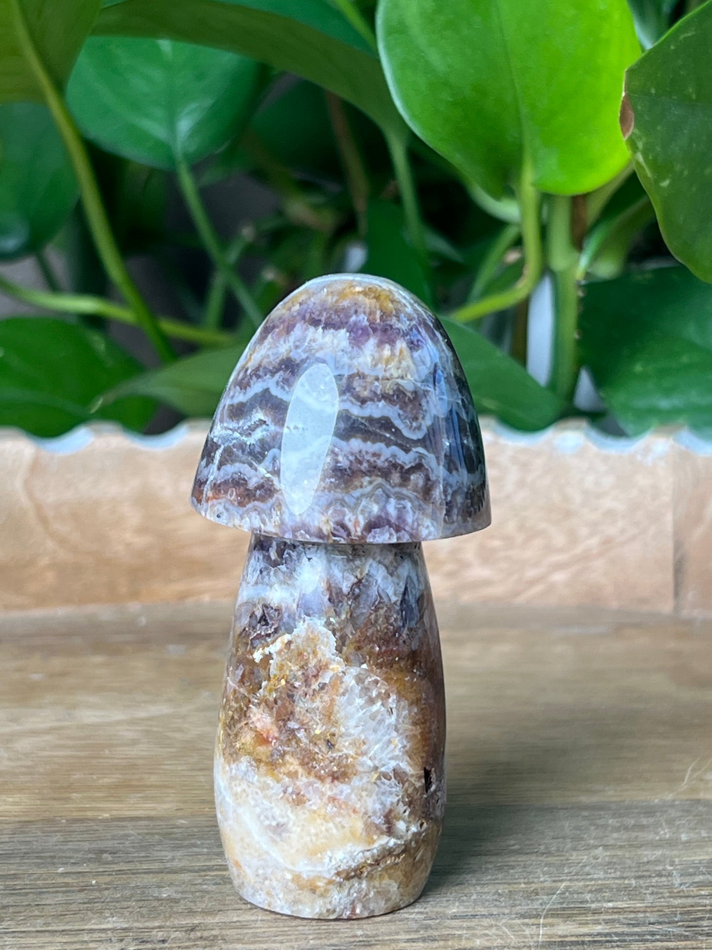 Indonesian Amethyst Mushroom: TC