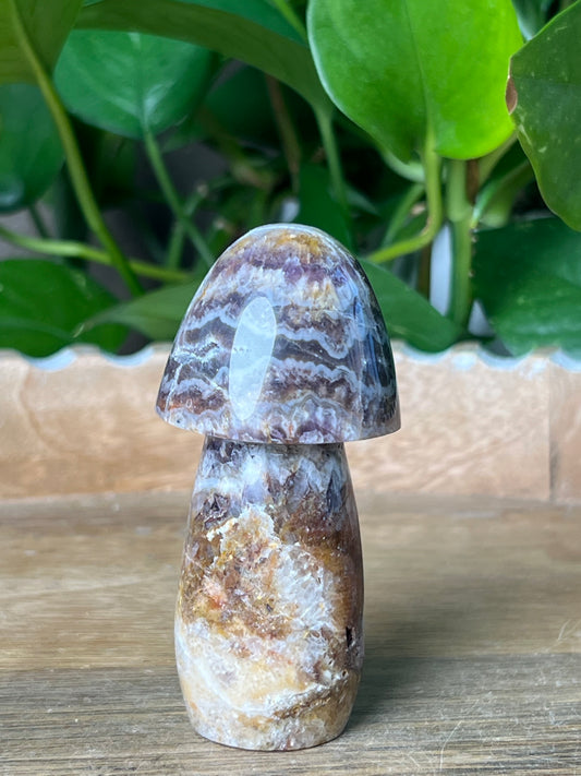 Indonesian Amethyst Mushroom: TC
