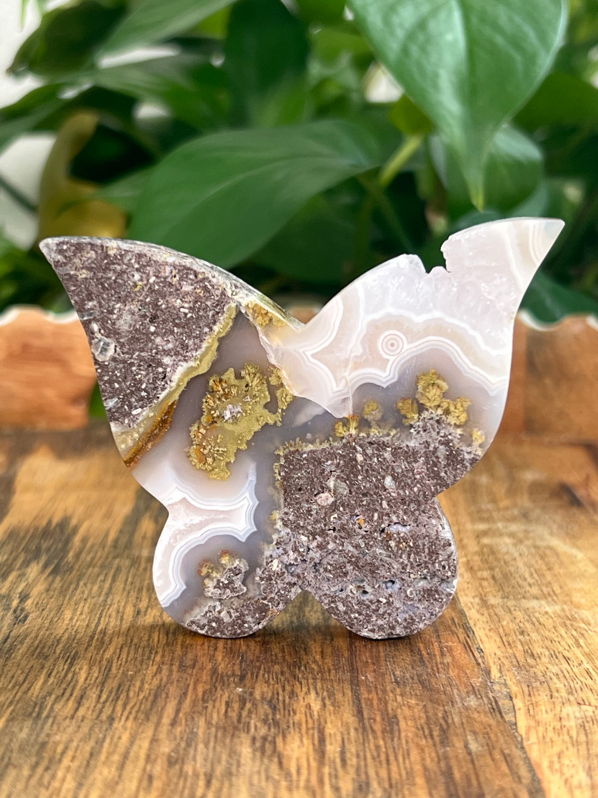 Scenic Moss Agate Butterfly: NB