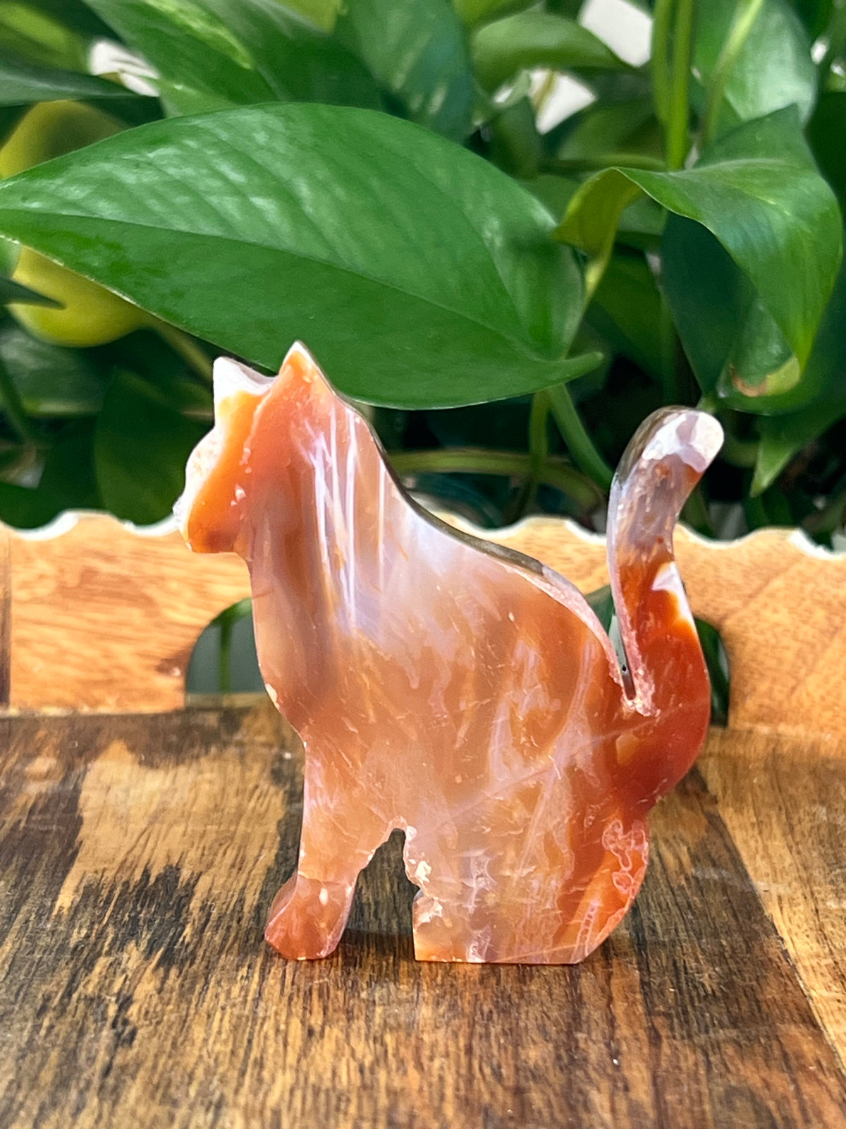 Carnelian Cats