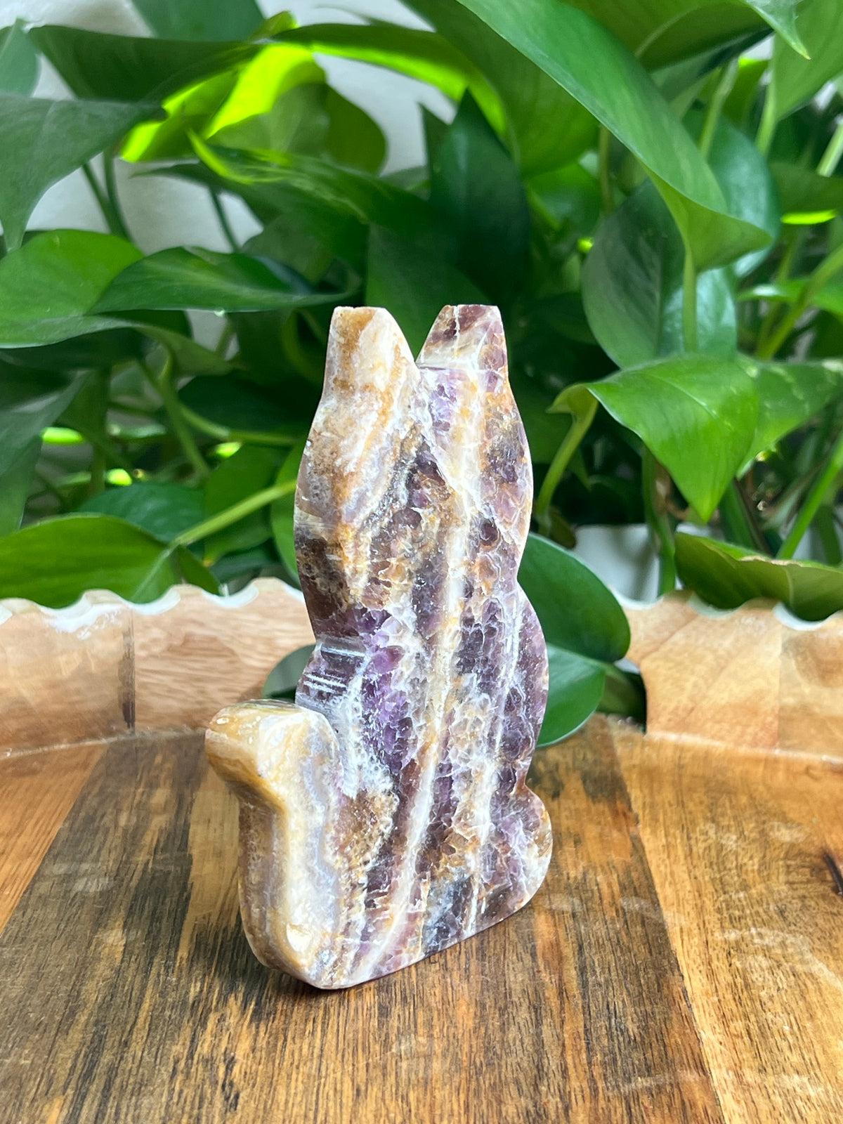 Indonesian Amethyst Cat: