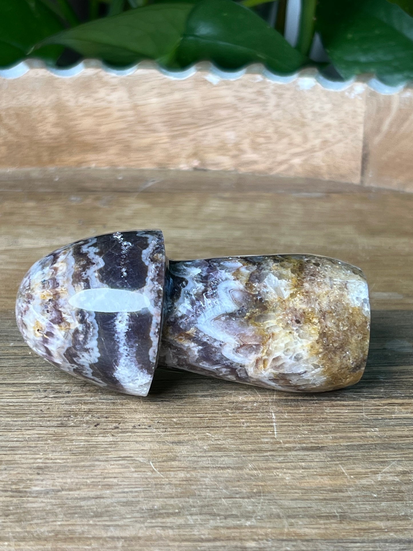 Indonesia Amethyst Mushroom: TG