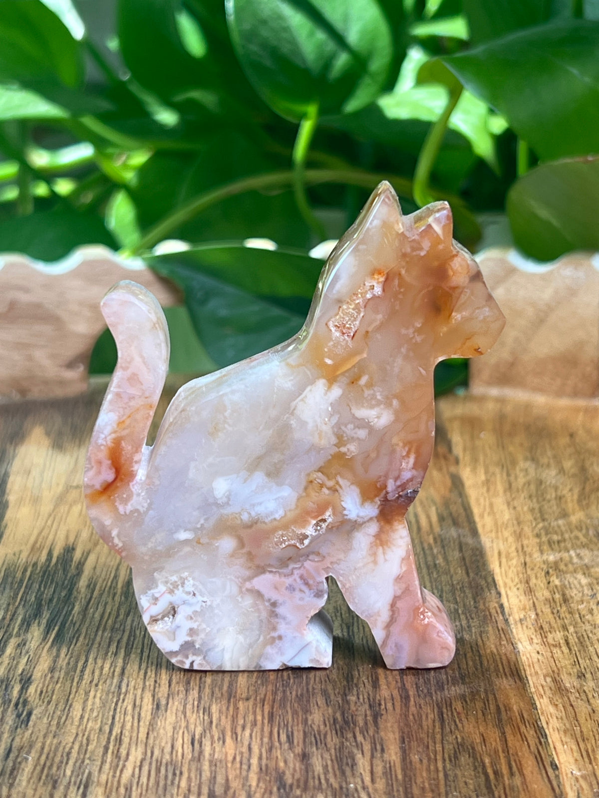 Carnelian Cat: PA