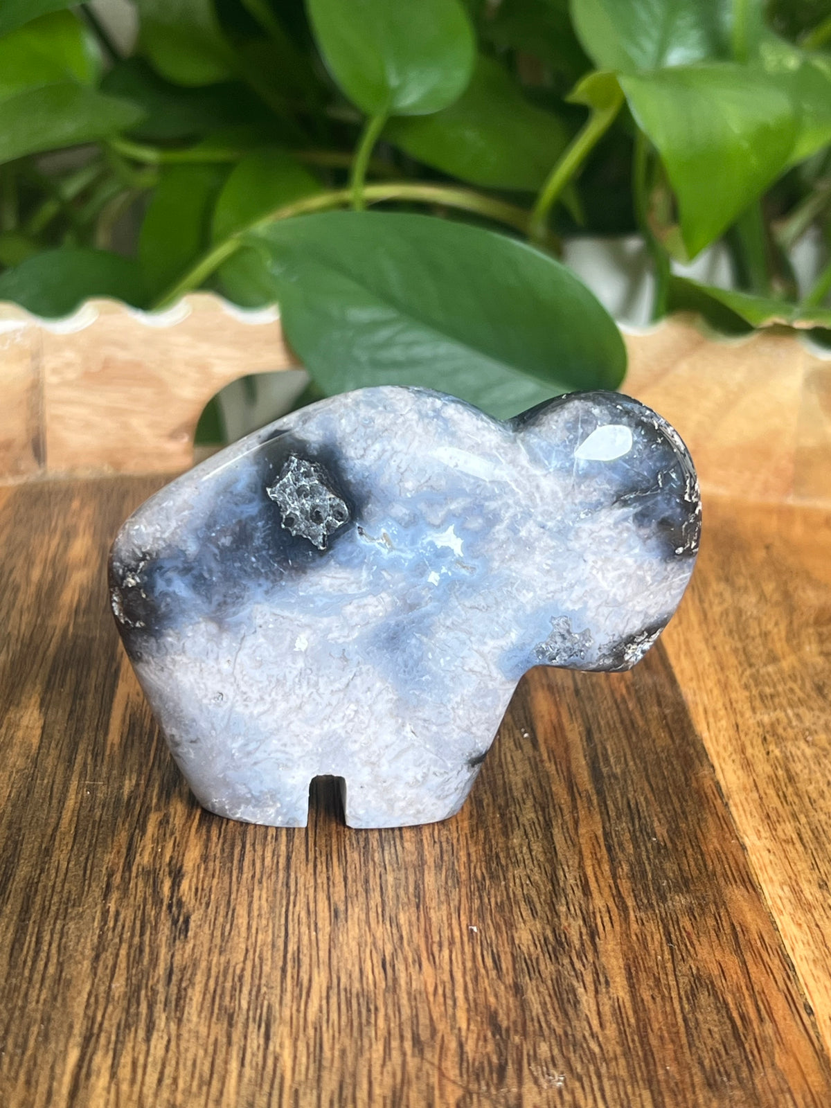 Blue Plume Agate Buffalo: BC