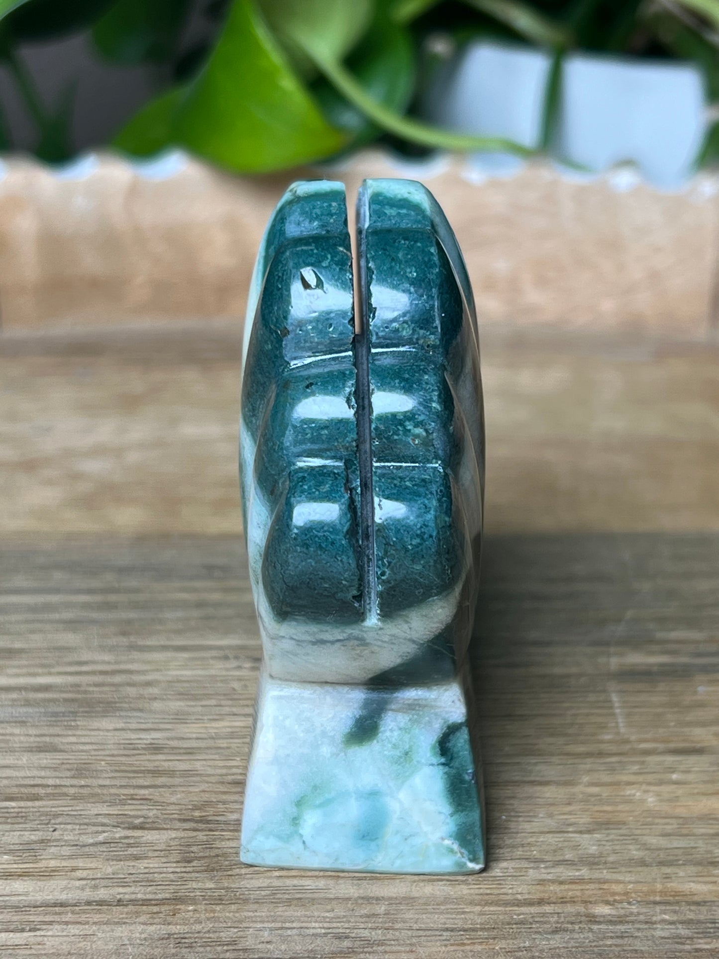 Blue Green Jasper Shell