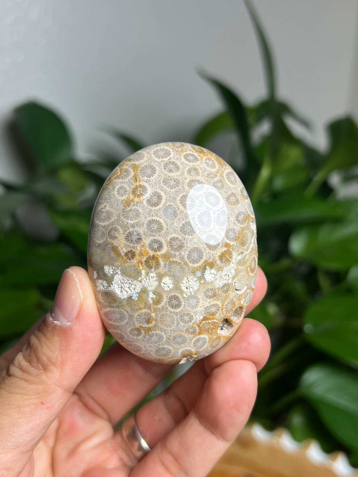 Fossil Coral Palmstone: AC