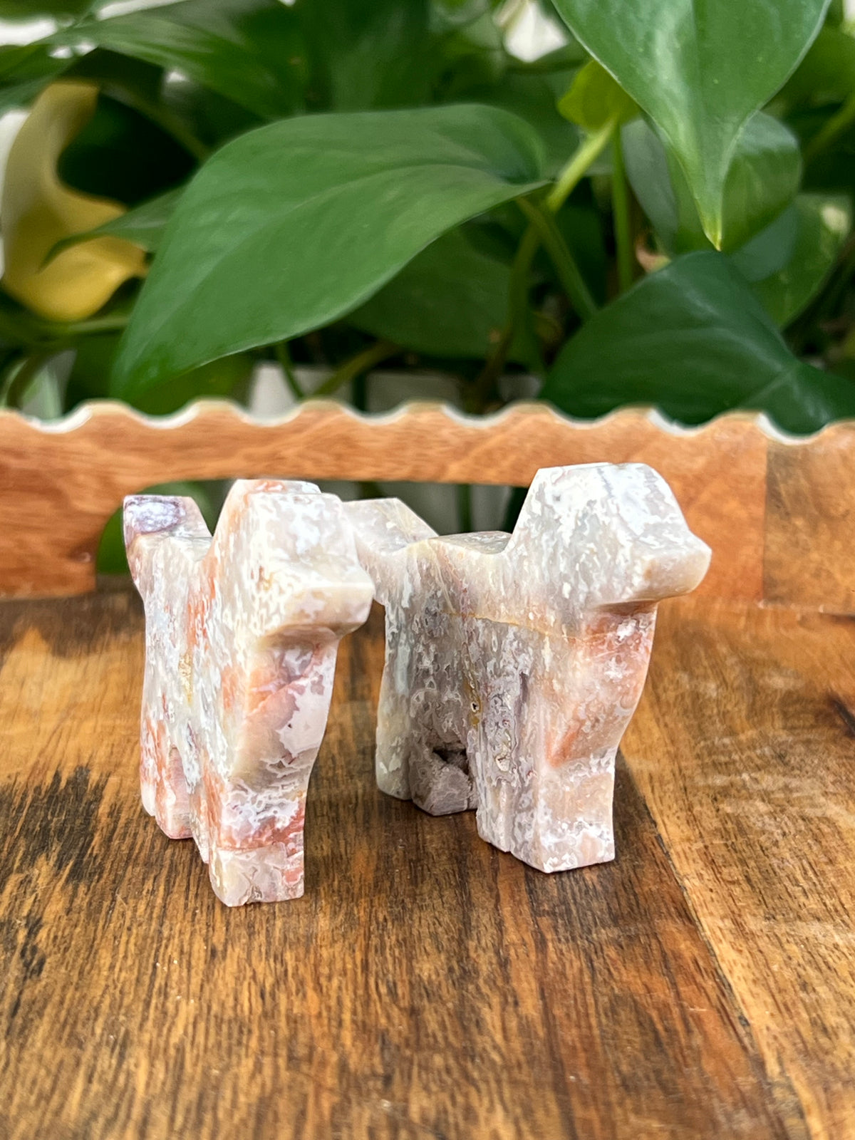 Sumatra Plume Agate Dogs