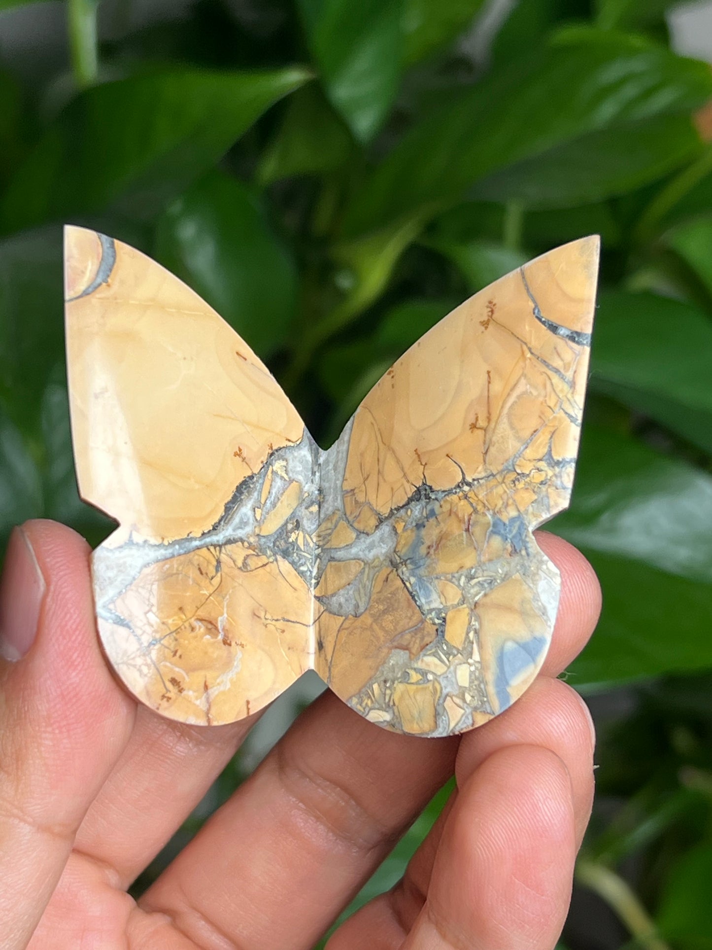 Maligano 3D Butterfly: AE