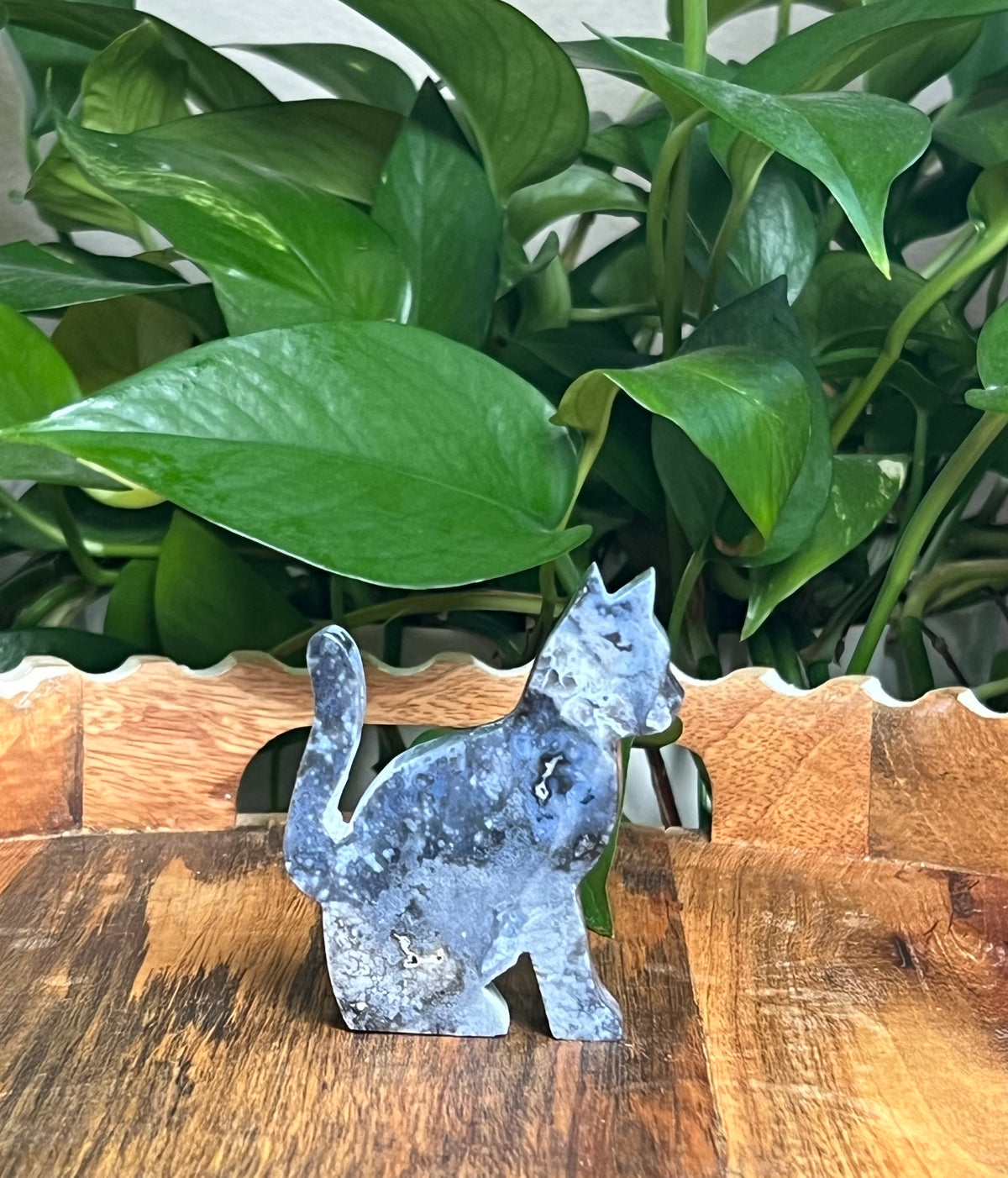 Blue Plume Agate Cats