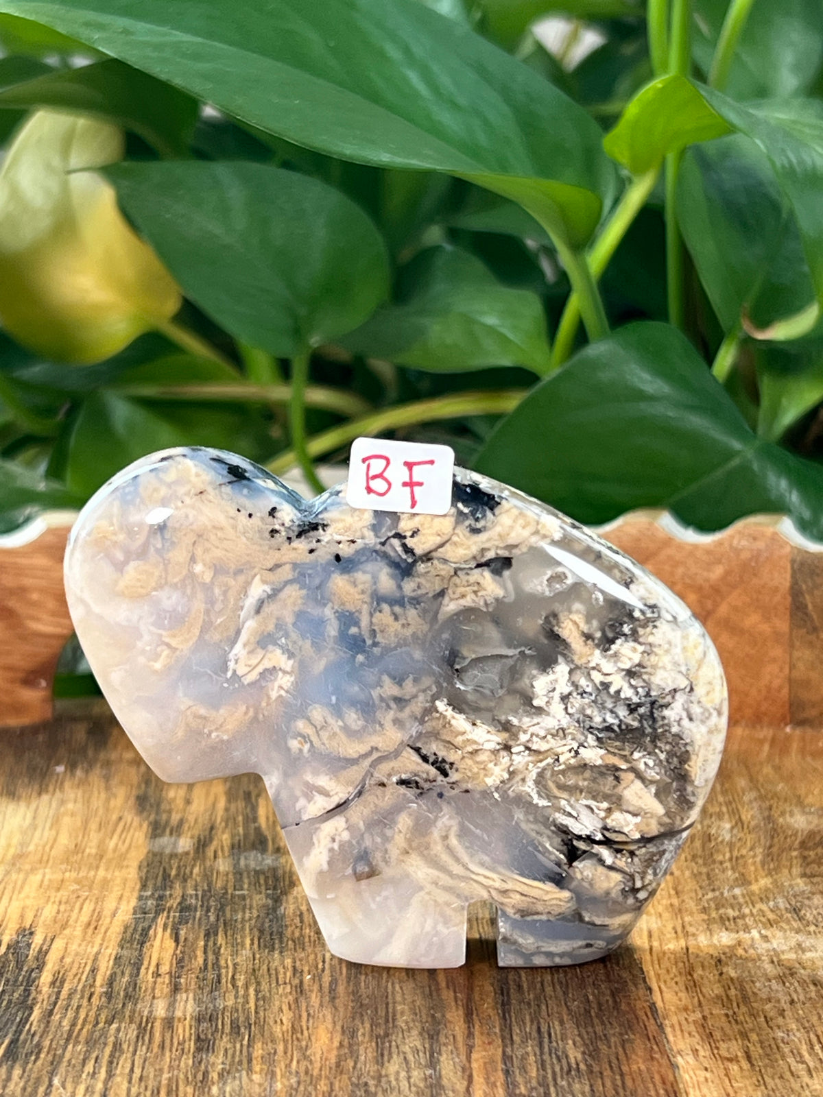 Dendritic Tiger Agate Buffalos