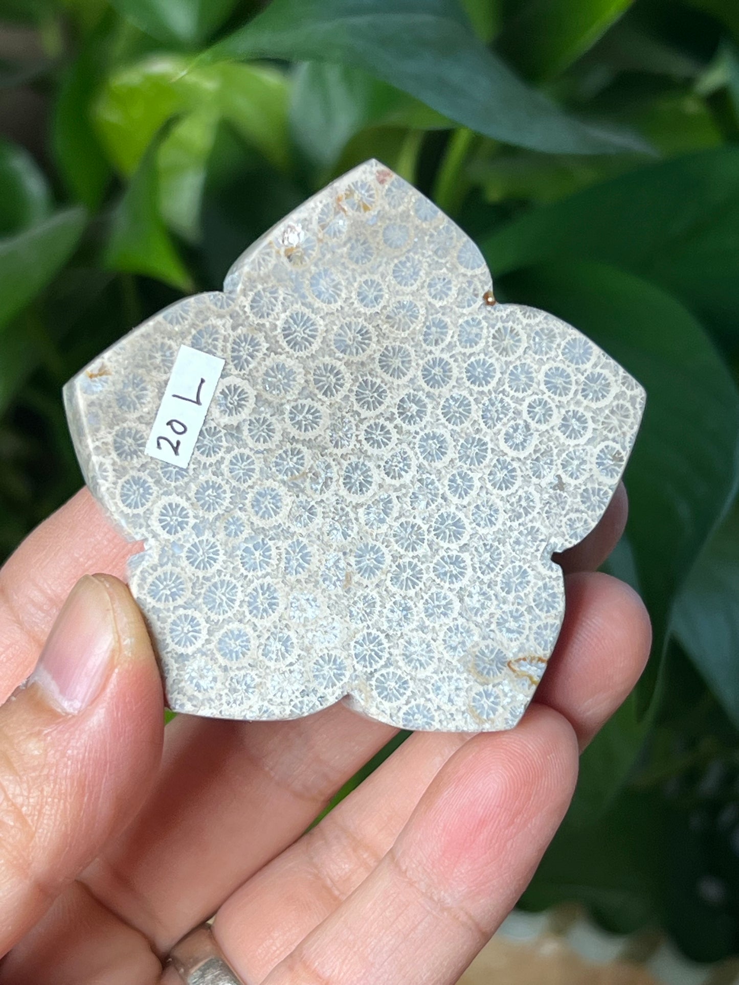 Fossil Coral Flower