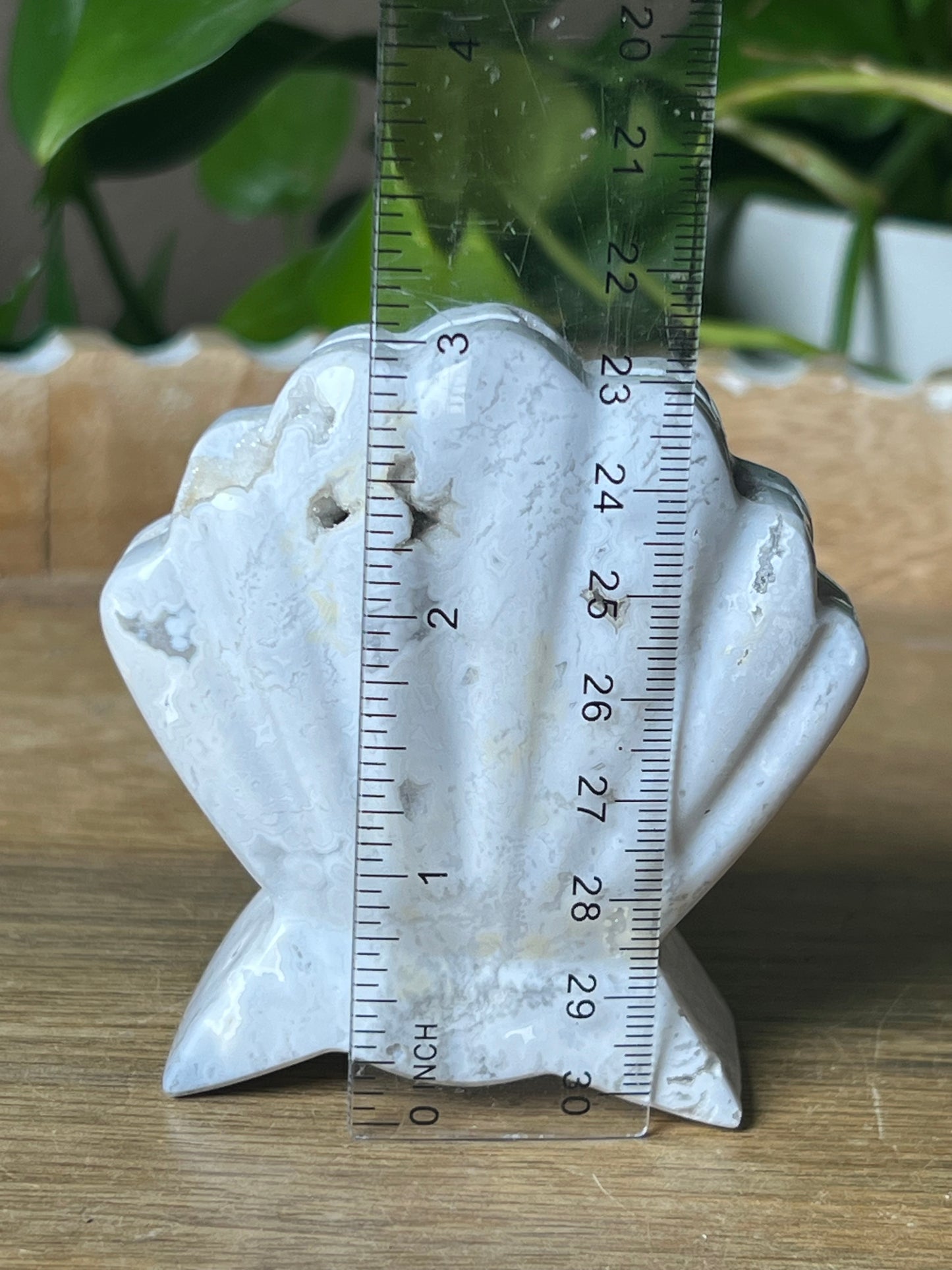 White Plume Agate Shell