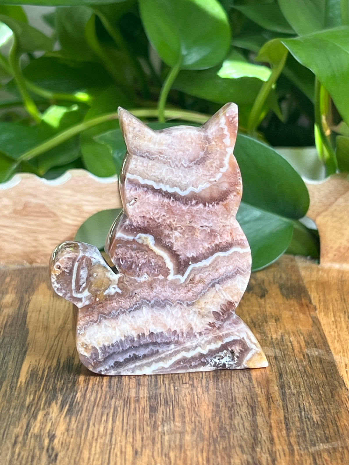 Indonesian Amethyst Cat: CC