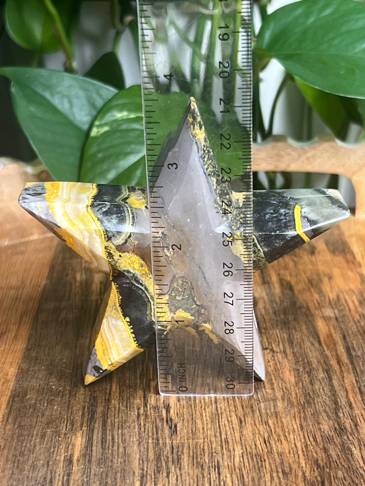 Bumblebee Jasper Star: D