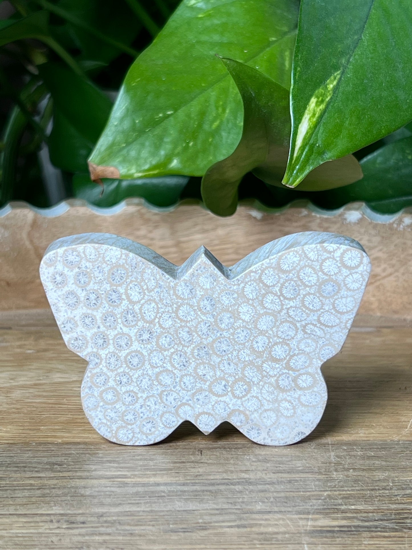 Fossil Coral Butterfly