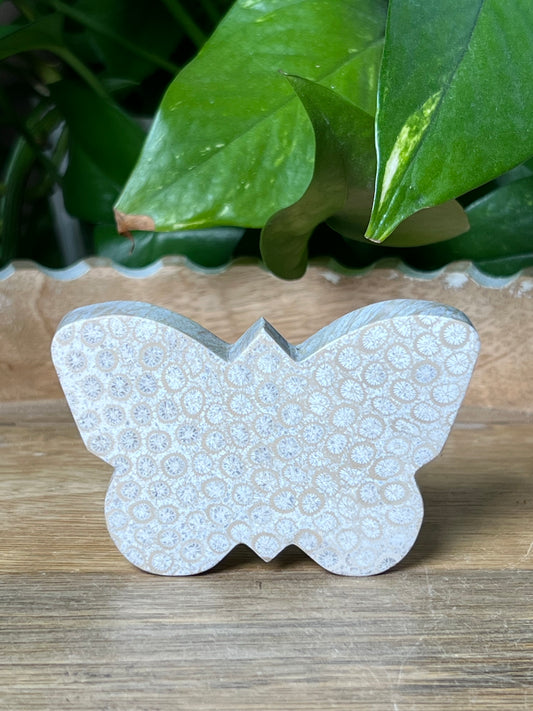 Fossil Coral Butterfly