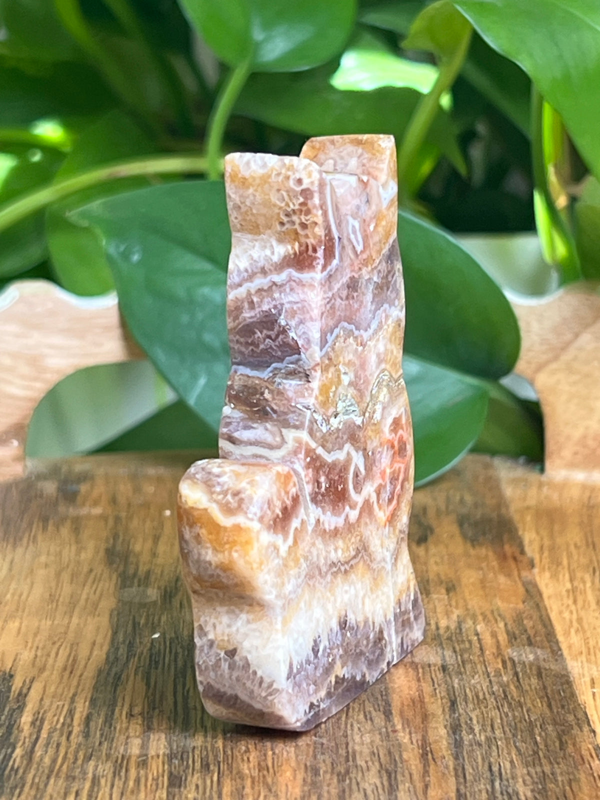 Indonesian Amethyst Cat: CB