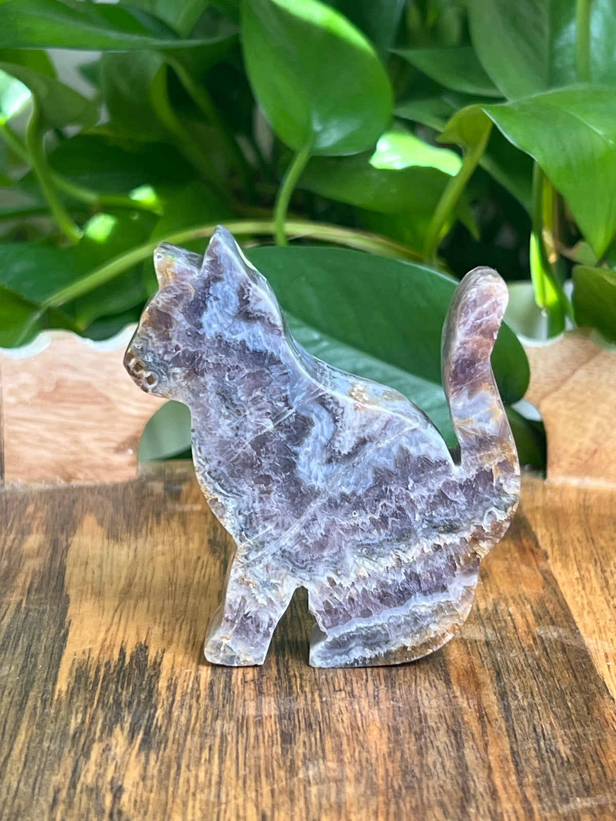 Indonesian Amethyst Cat: MH