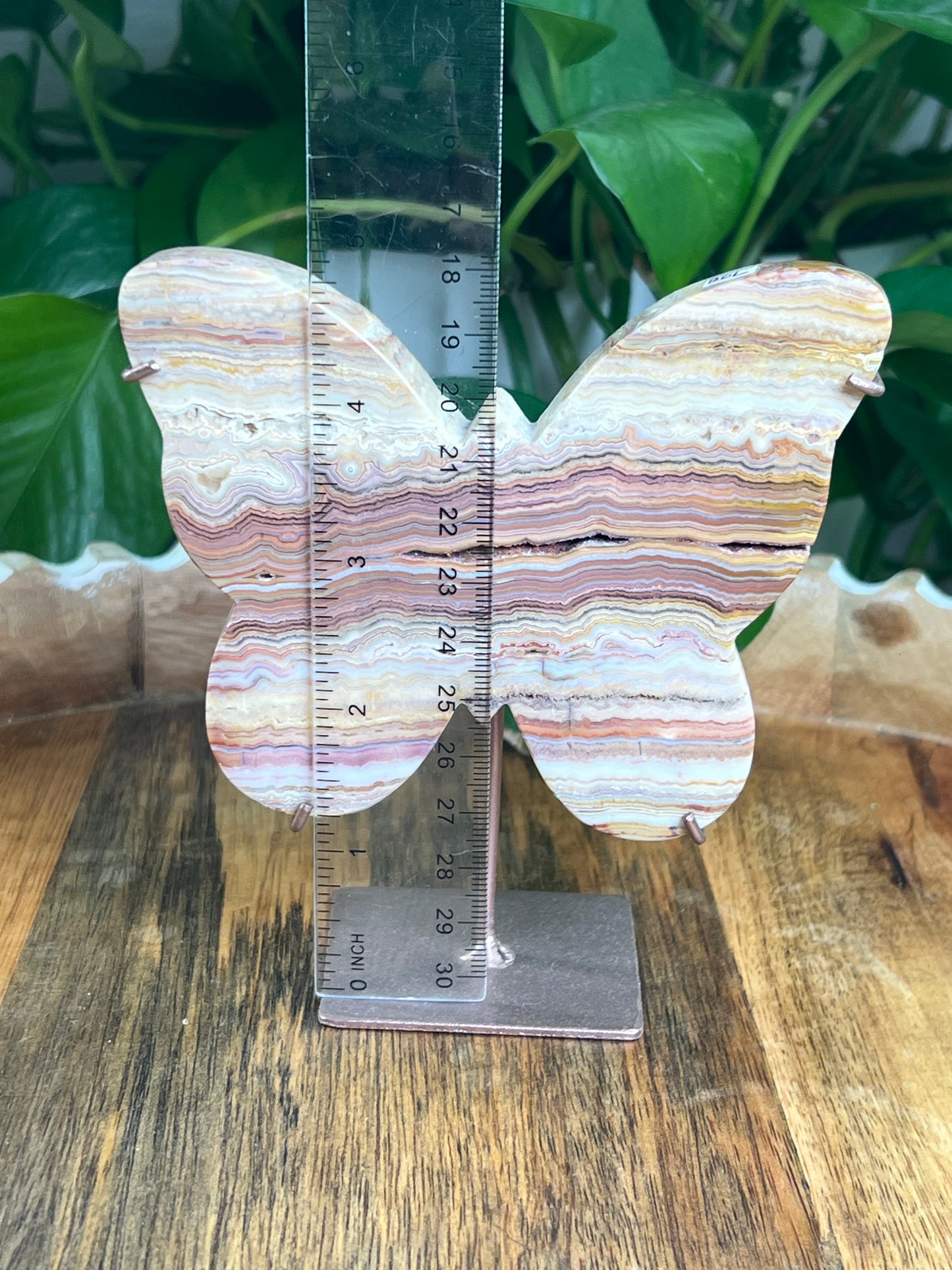 Crazy Lace Agate Butterfly: L