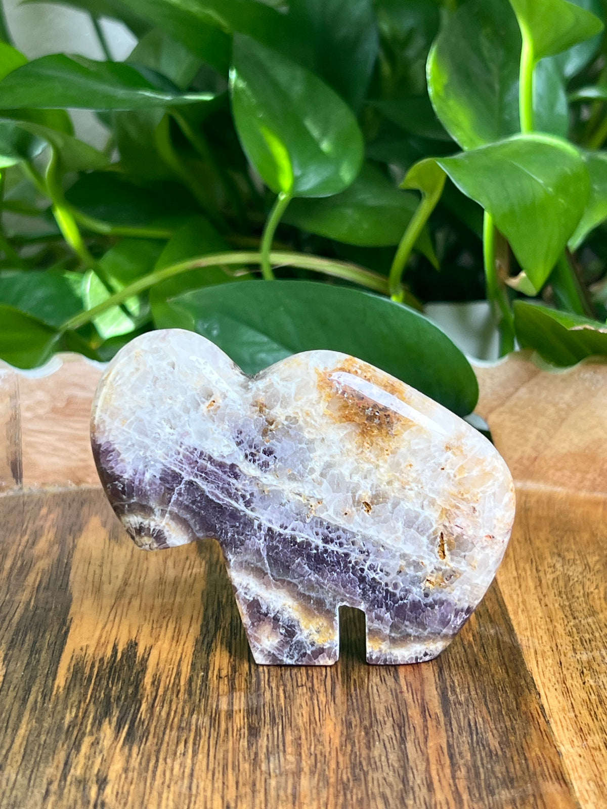 Indonesian Amethyst Buffalo: RC