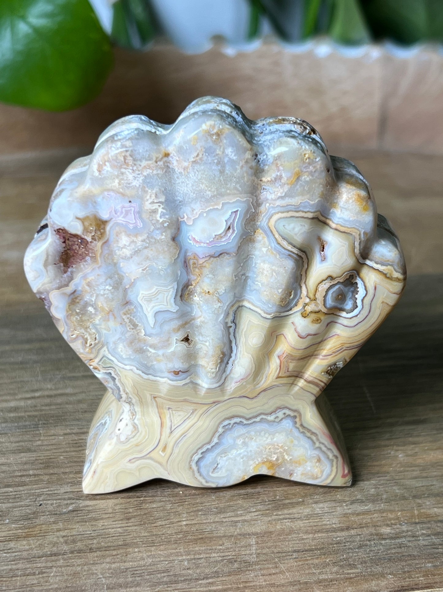 Crazy Lace Agate Shell