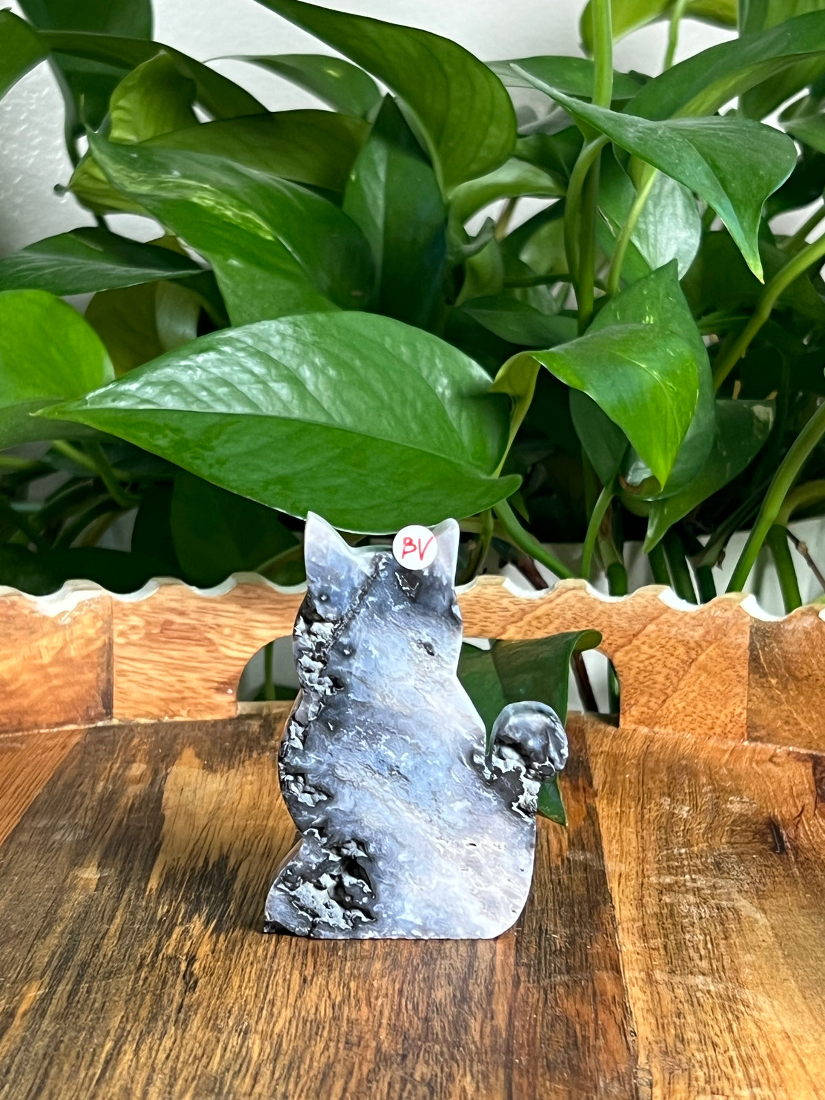 Blue Plume Agate Cats