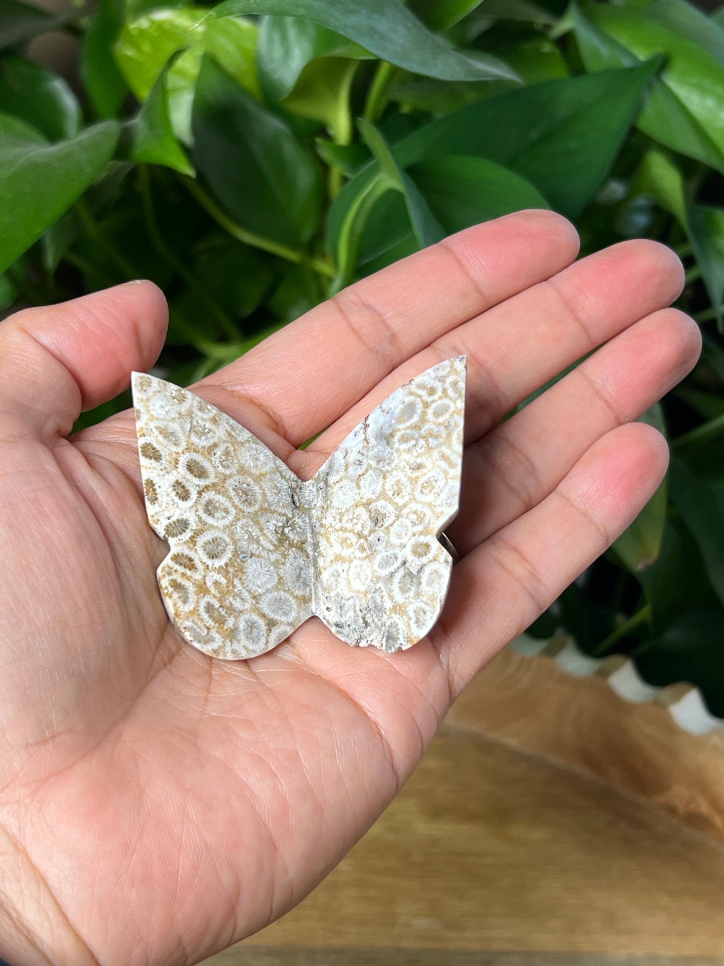 Fossil Coral 3D Butterfly