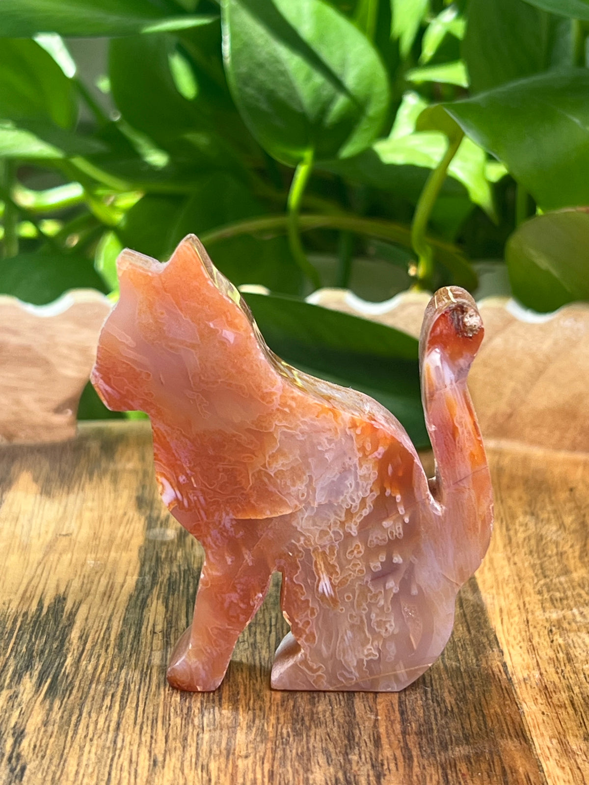 Carnelian Cat: PM