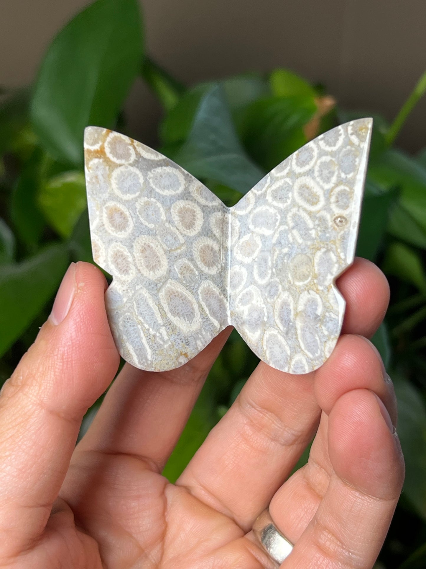 Fossil Coral 3D Butterfly