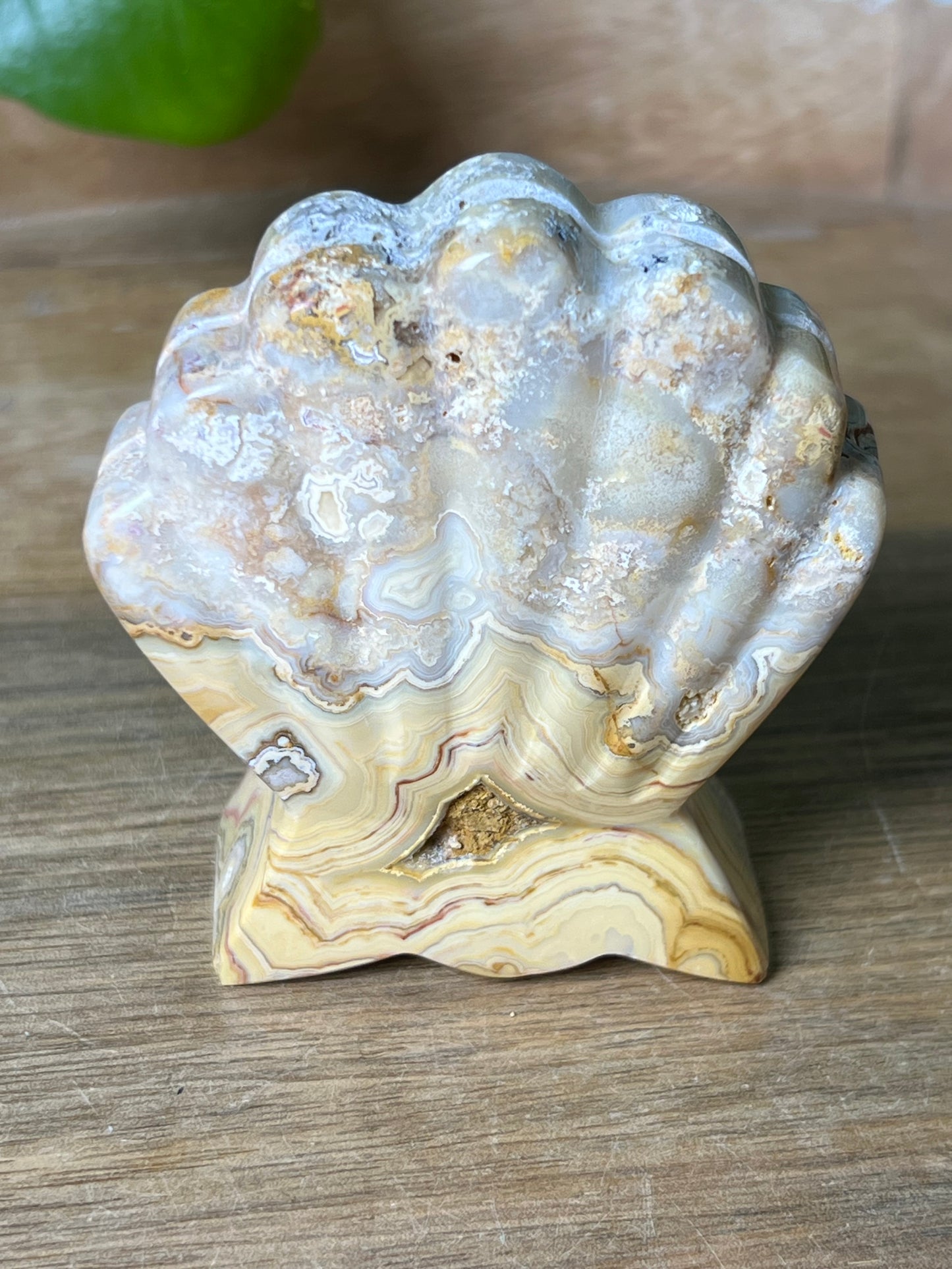 Crazy Lace Agate Shell