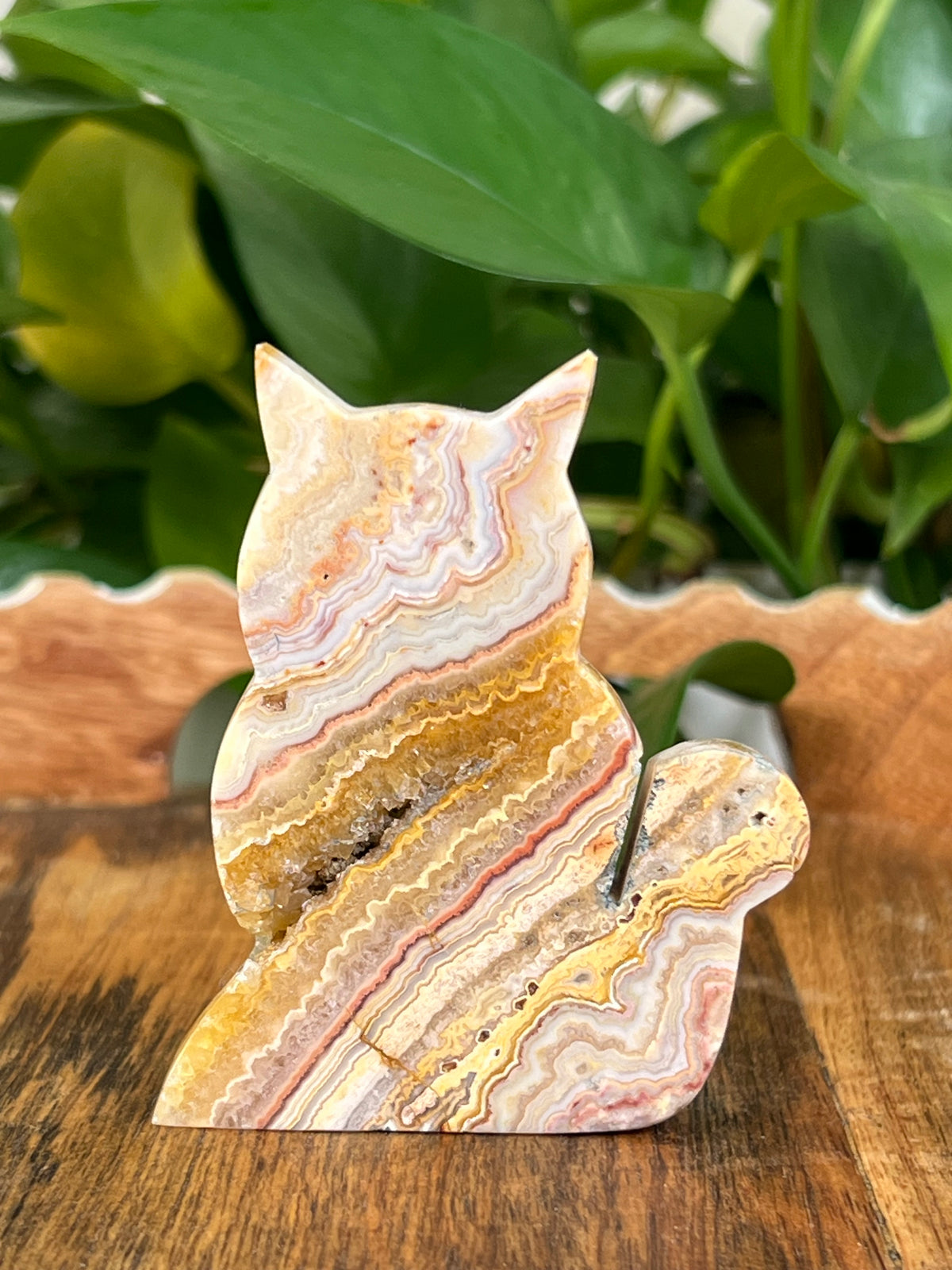 Crazy Lace Agate Cats