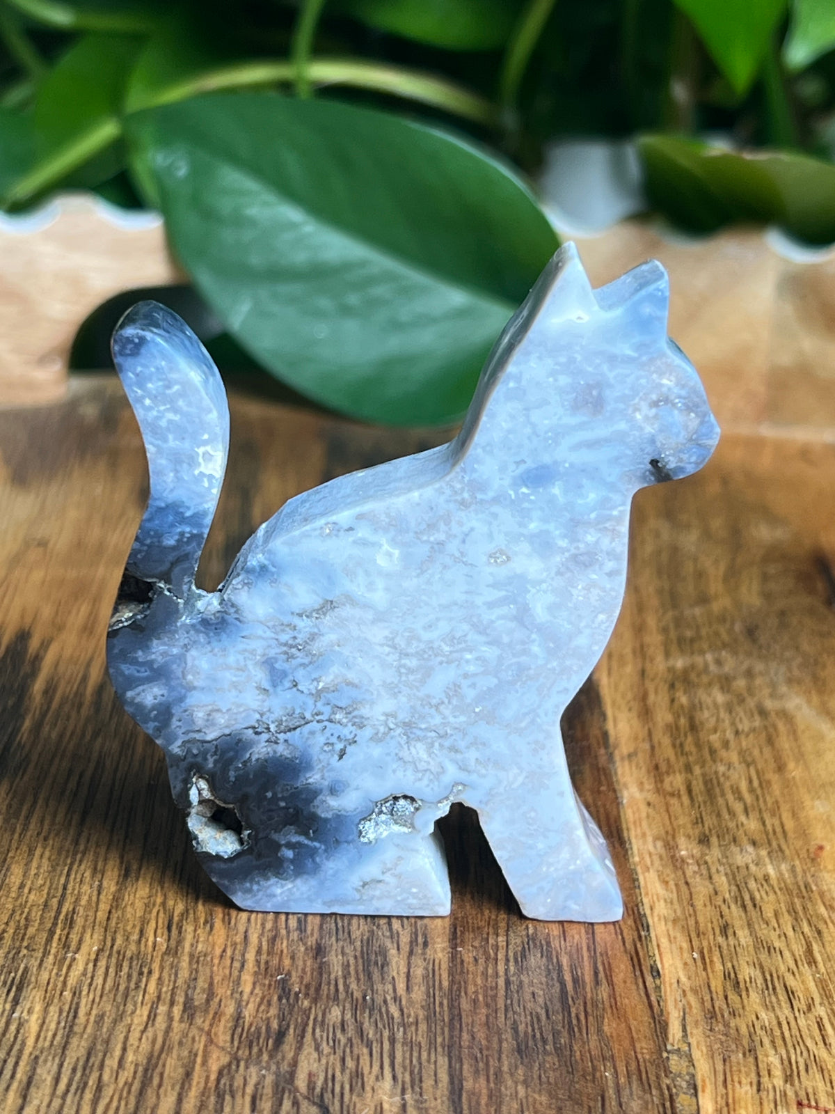 Blue Plume Agate Cat: LD