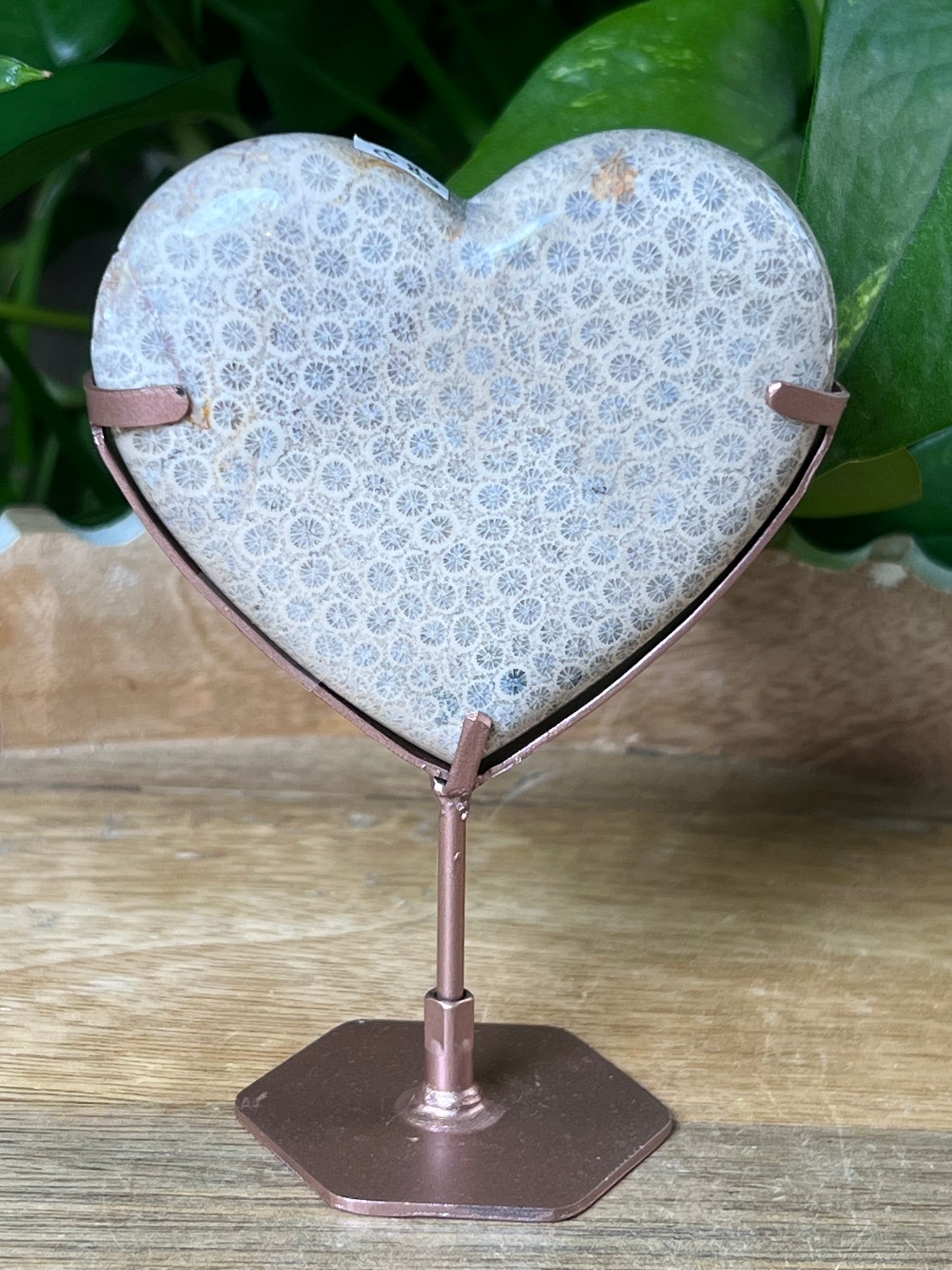 Fossil Coral Heart