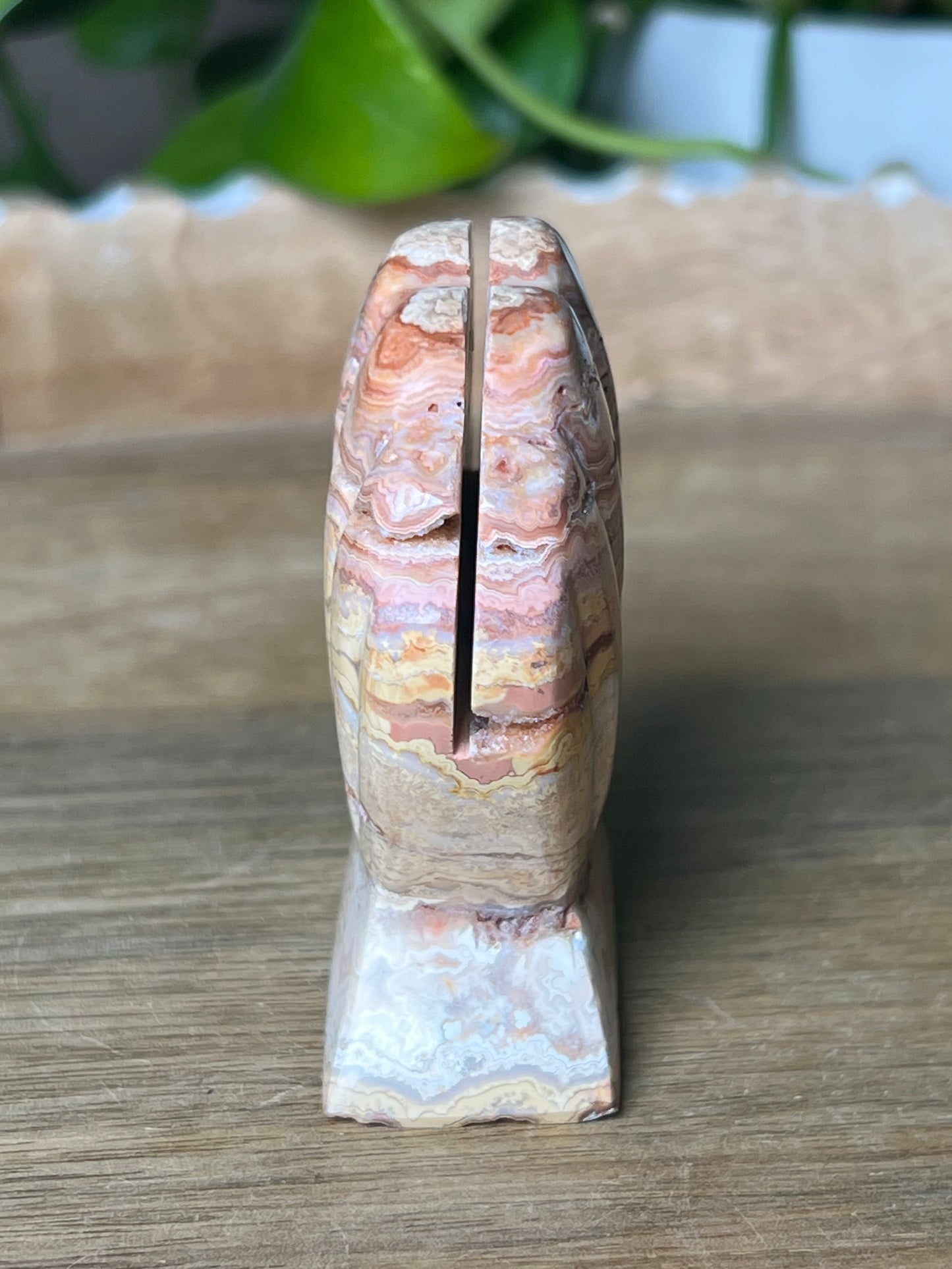 Crazy Lace Agate Shell