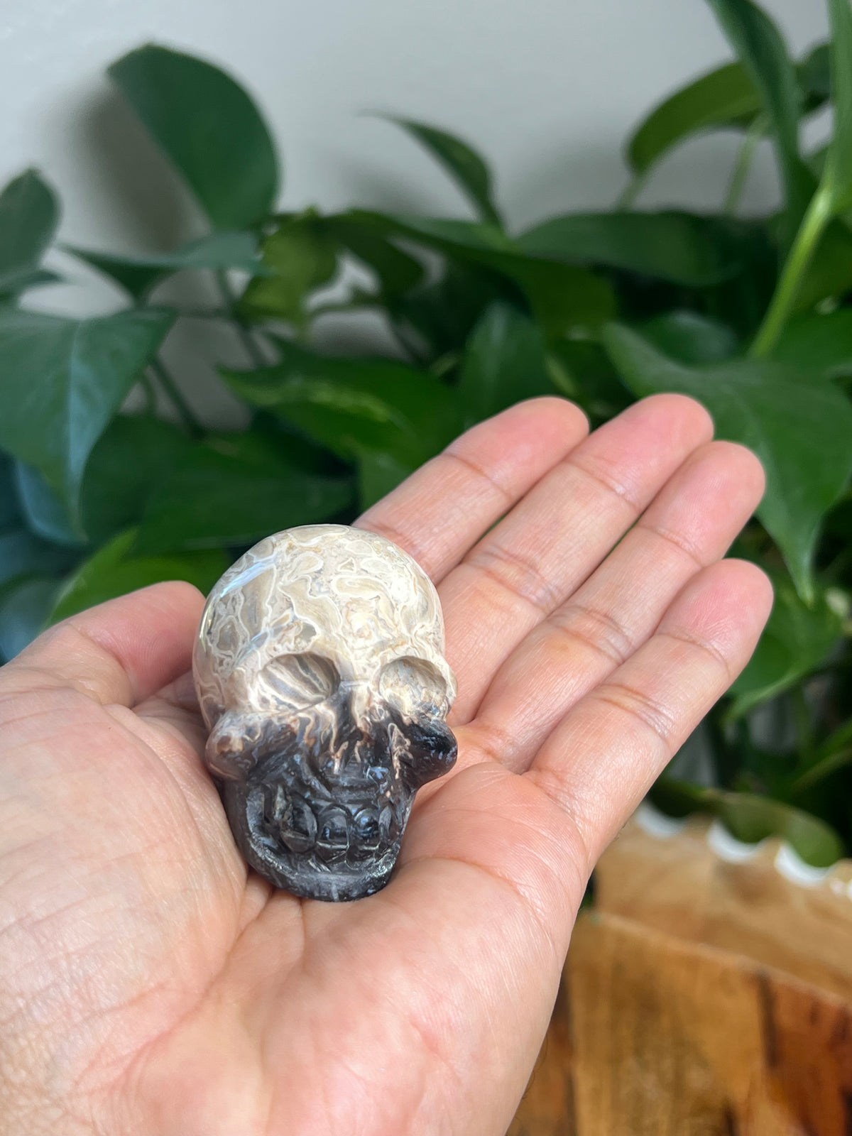 Palm Root Mini Skull: NB
