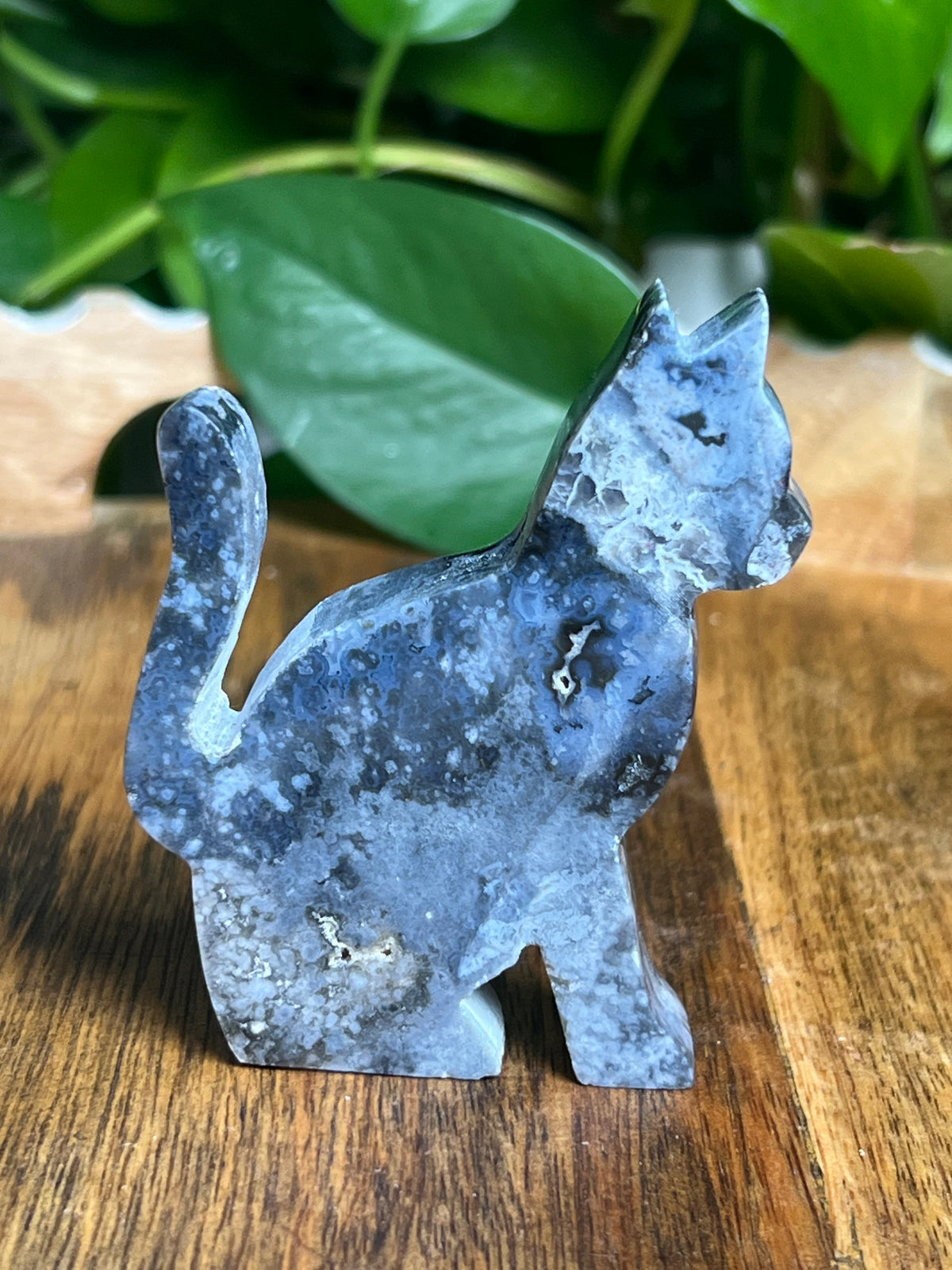 Blue Plume Agate Cat: LB