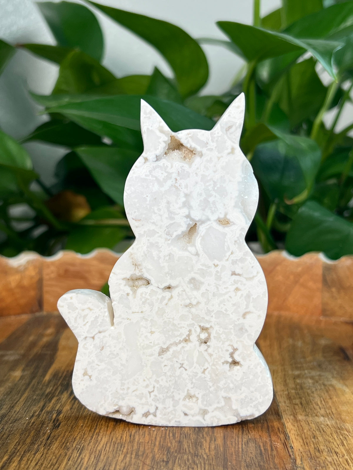 White Plume Agate Cats