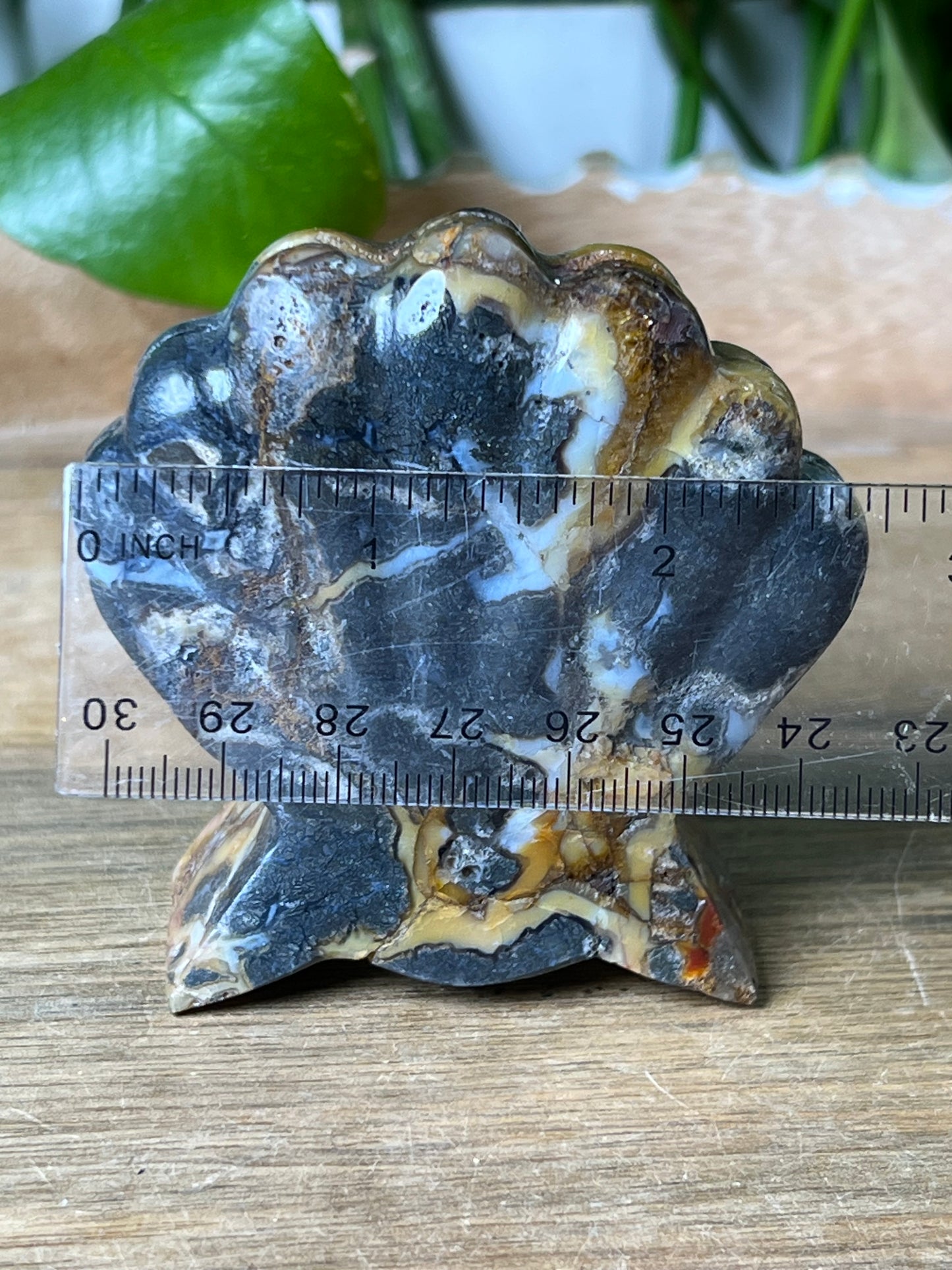 Marcasite Shell