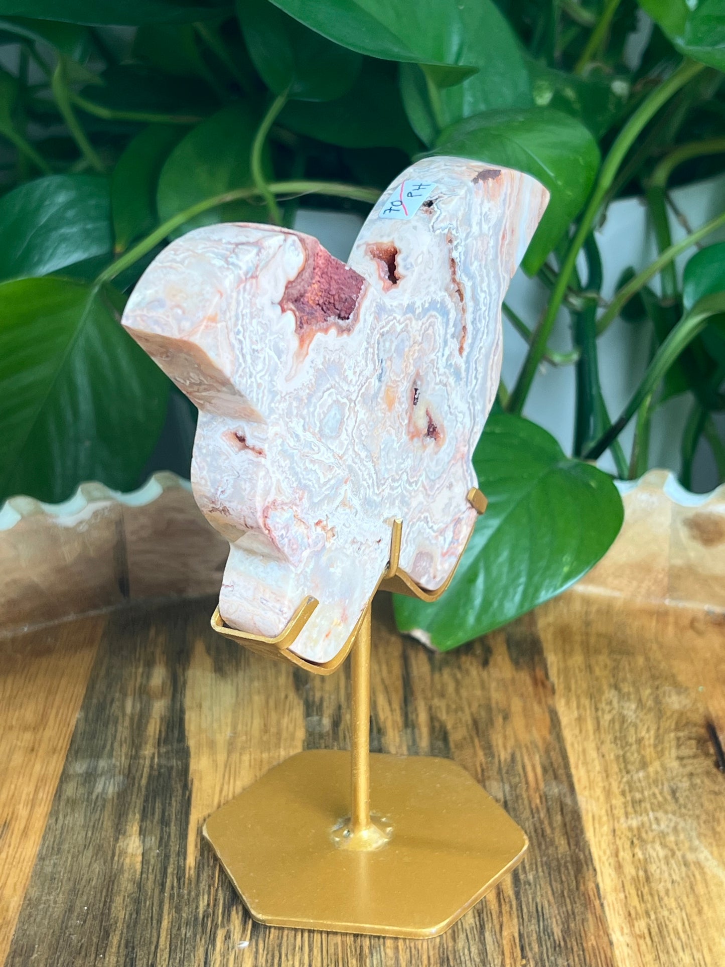Crazy Lace Agate Butterfly: PH