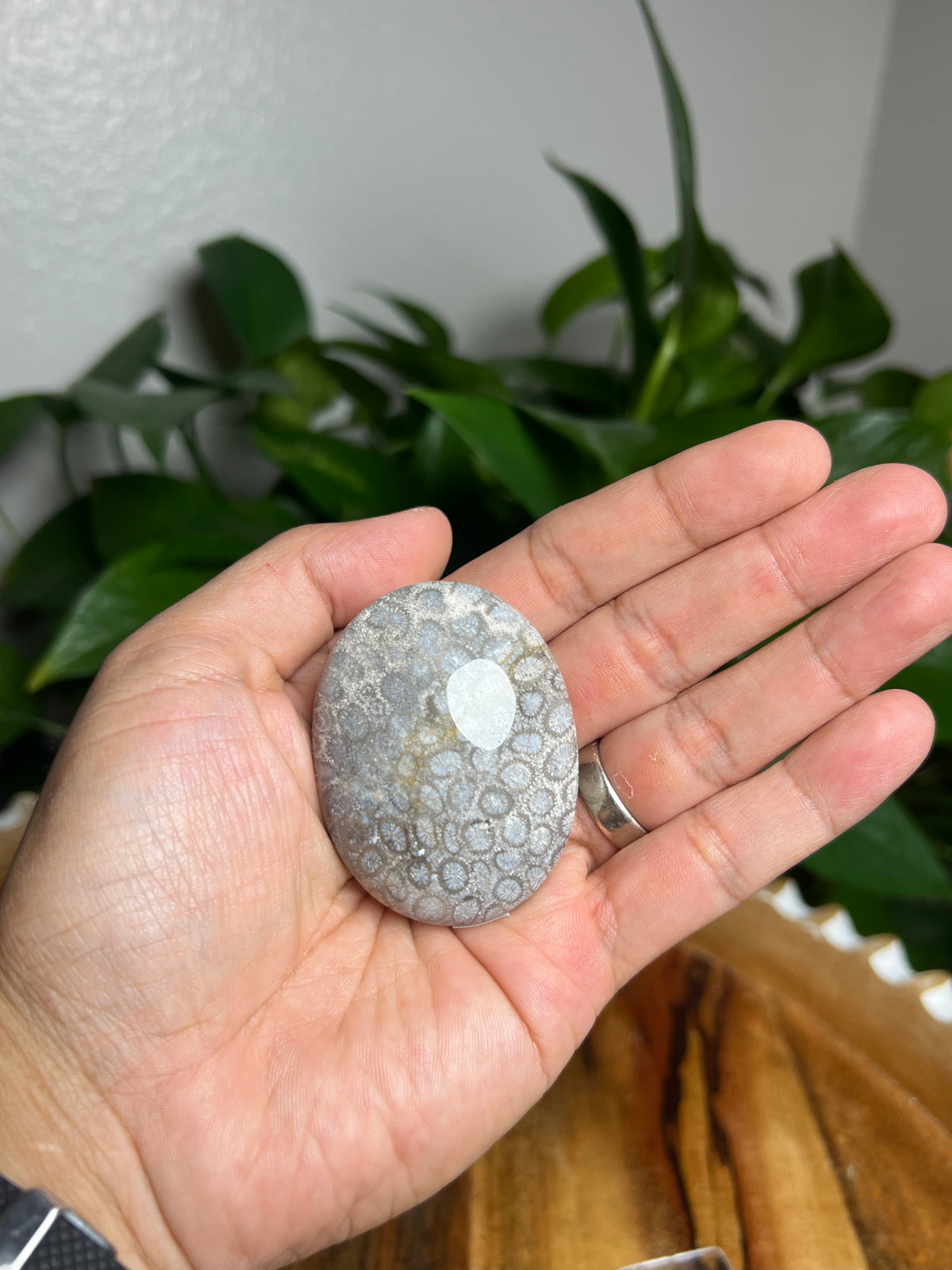 Fossil Coral Palmstone: AE
