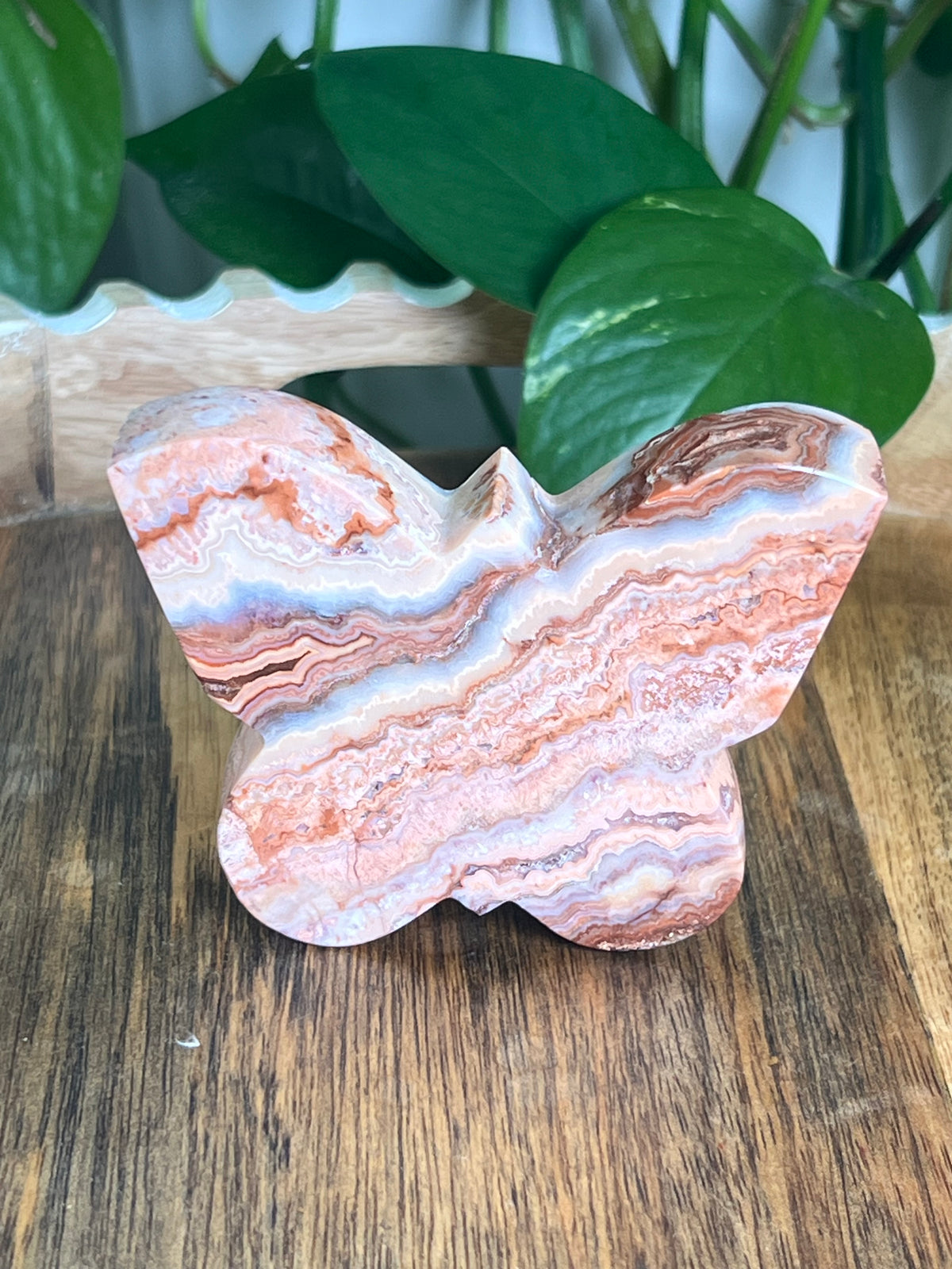 Crazy Lace Agate Butterfly: E