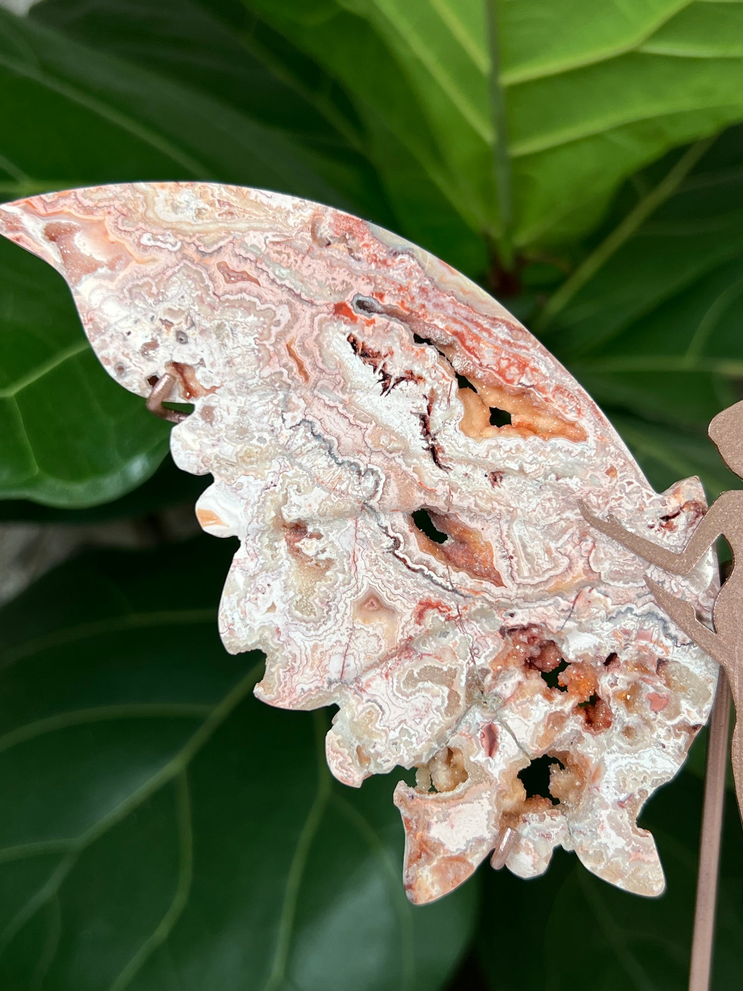 Crazy Lace Agate Wings